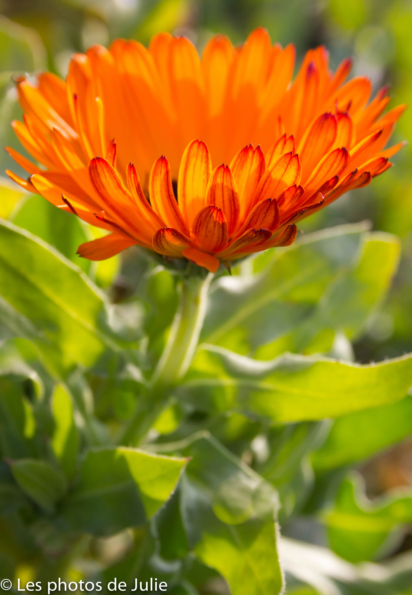 Canon EF-S 18-55mm F3.5-5.6 sample photo. Fleur orange photography