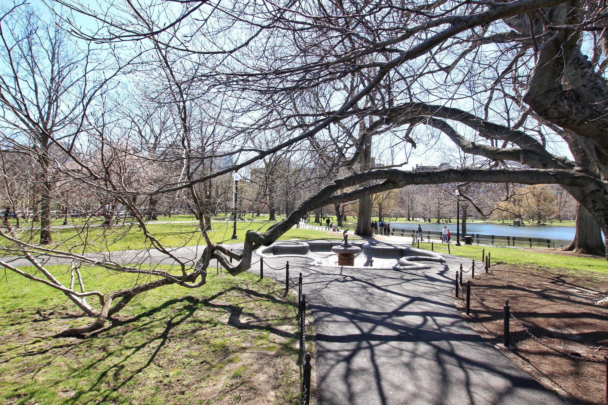 Sigma 10-20mm F3.5 EX DC HSM sample photo. Boston public garden photography