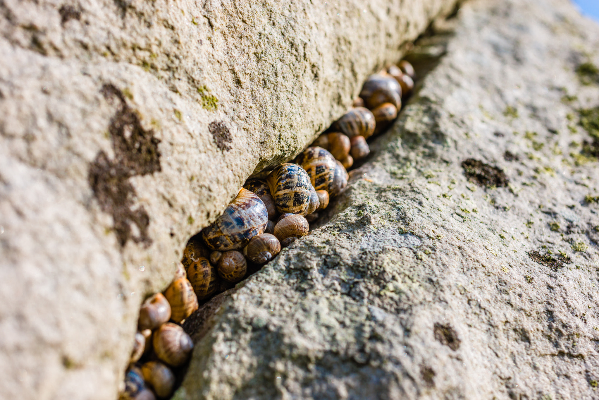 Nikon D800 + Sigma 50mm F2.8 EX DG Macro sample photo. Avebury photography