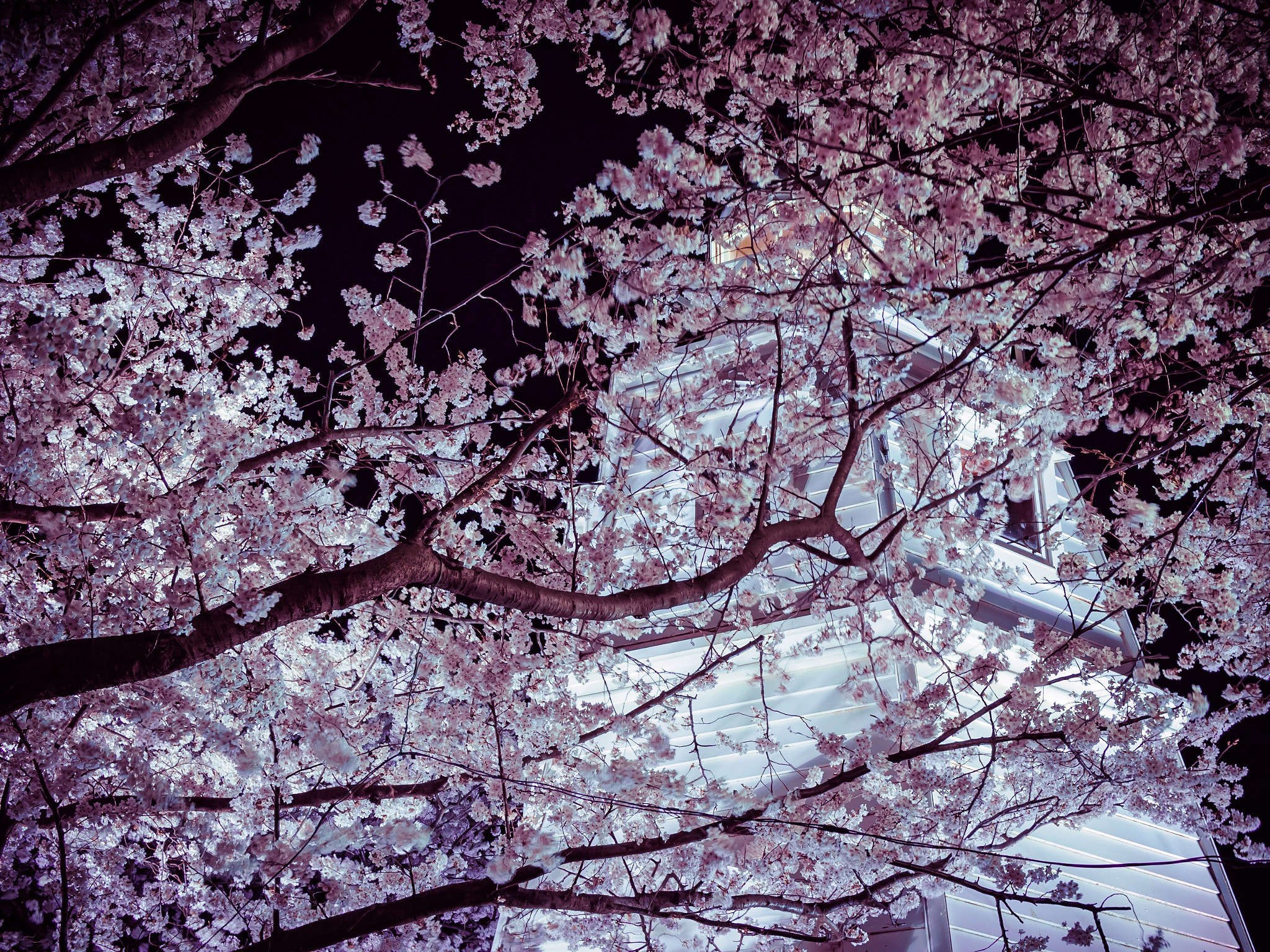 Olympus OM-D E-M5 + Olympus M.Zuiko Digital 25mm F1.8 sample photo. The lighthouse & cherry blossom photography