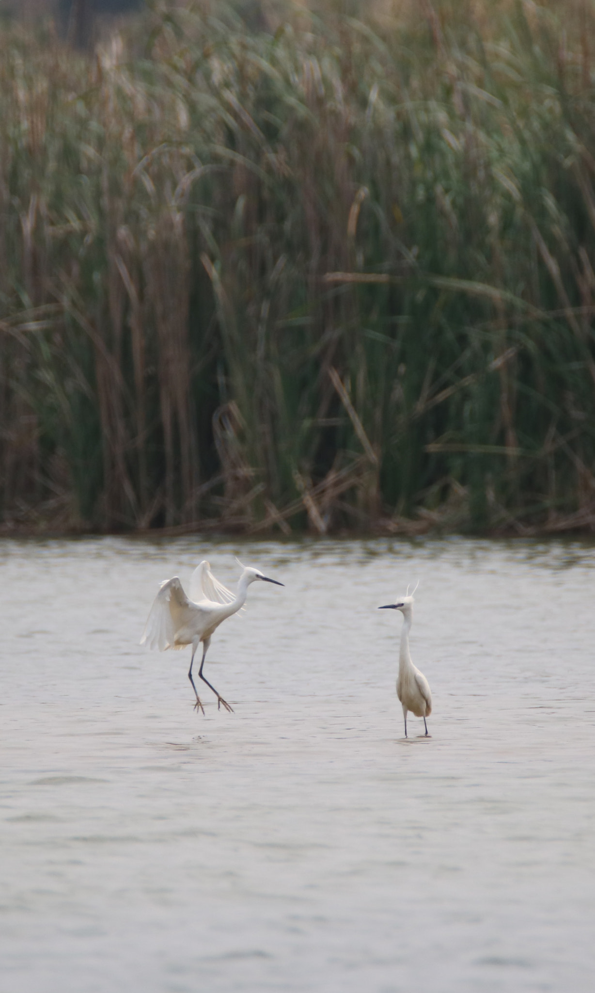 Canon EOS 750D (EOS Rebel T6i / EOS Kiss X8i) sample photo. Playing so high photography