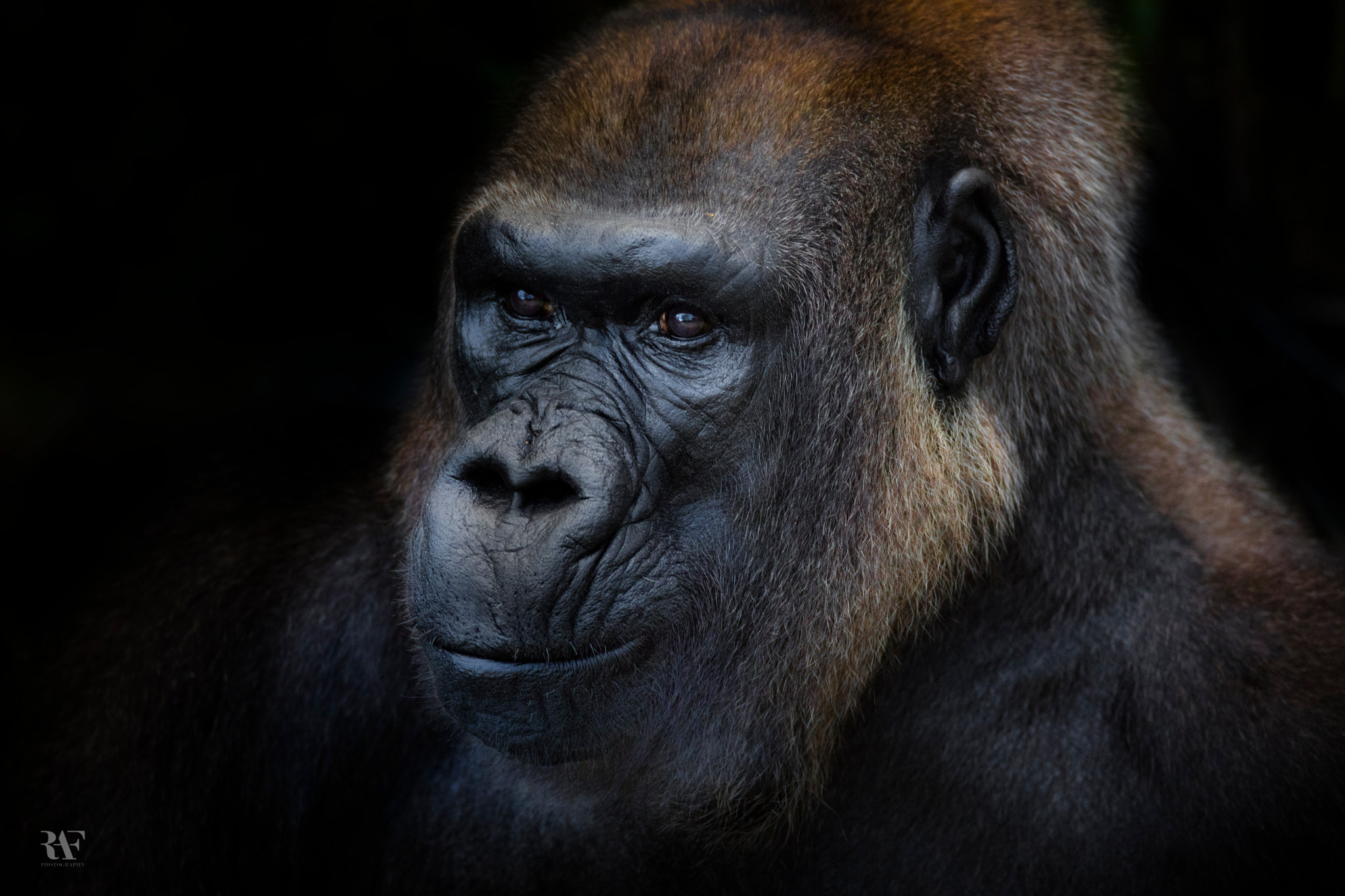 Tamron SP 150-600mm F5-6.3 Di VC USD sample photo. An intimate portrait photography
