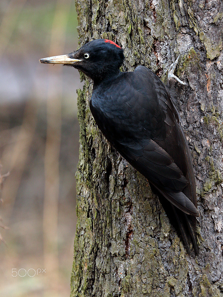 Canon EF 70-300mm F4-5.6L IS USM sample photo. Black woodpecker photography