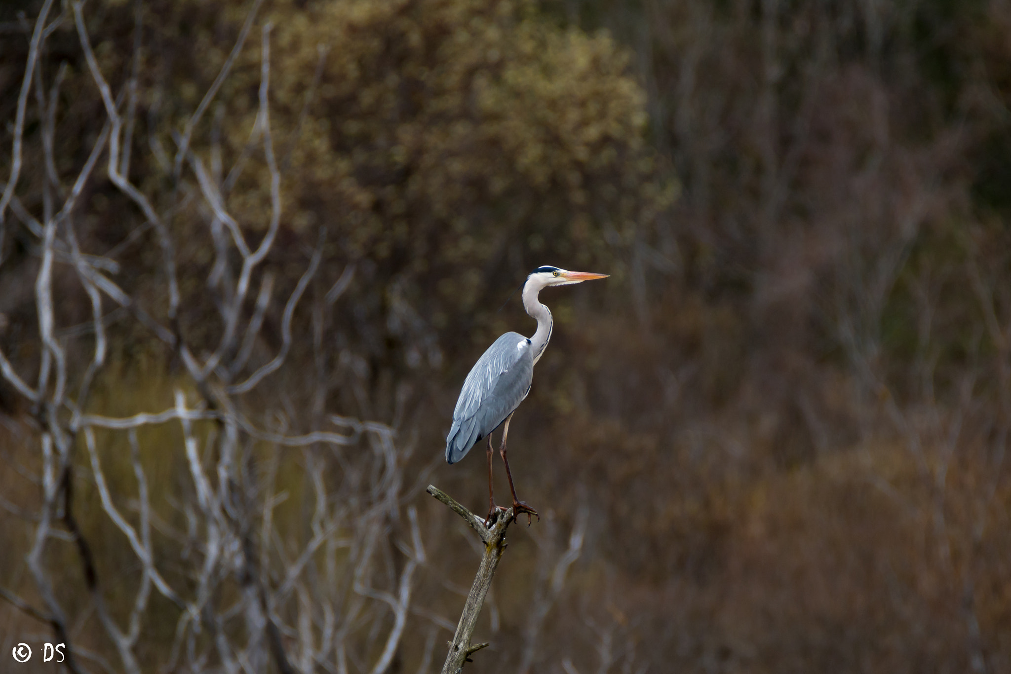 Tamron SP 150-600mm F5-6.3 Di VC USD sample photo. Graureiher photography