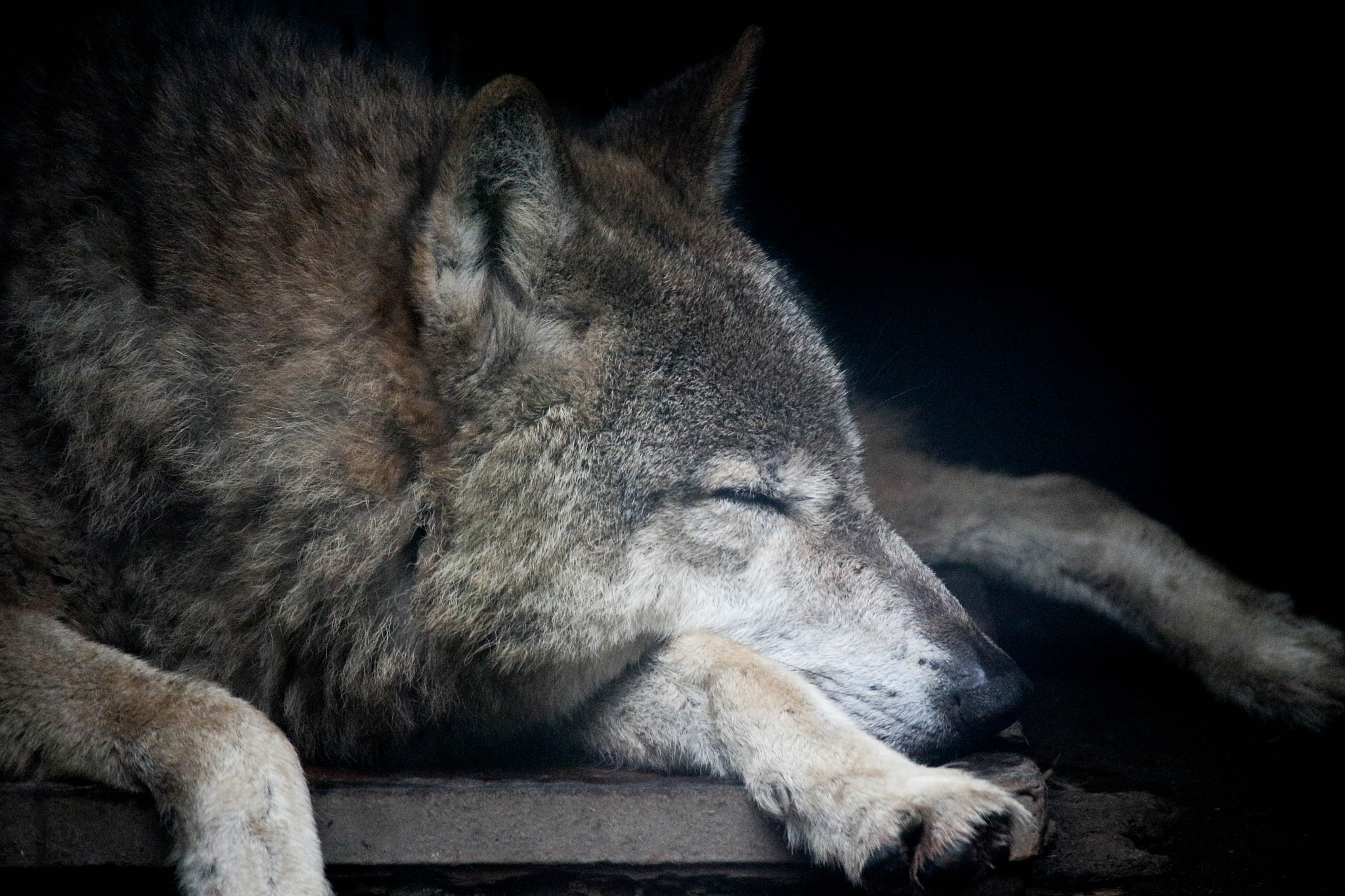 Canon EOS M + Canon EF-S 55-250mm F4-5.6 IS STM sample photo. A tired wolf photography