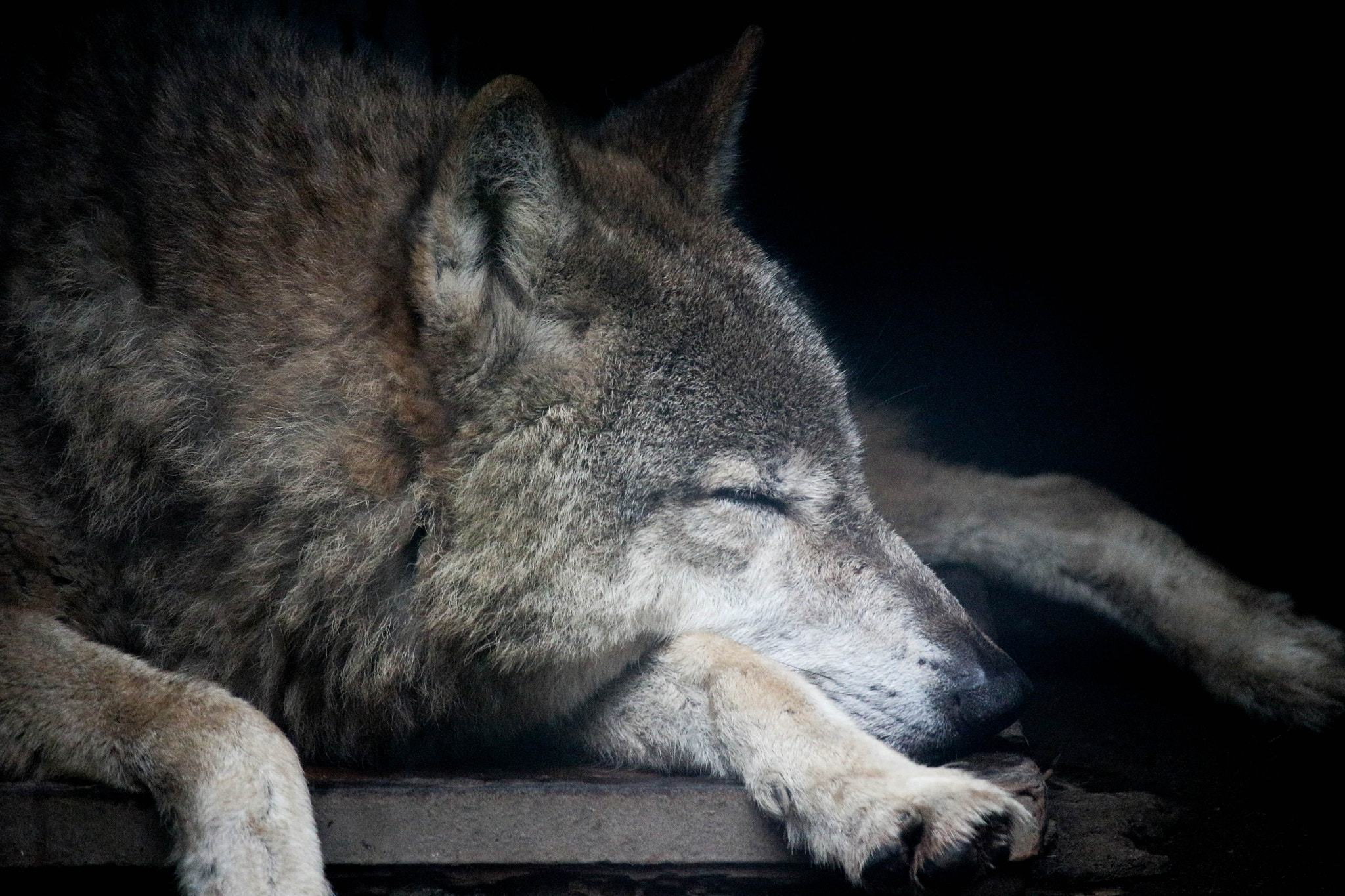 Canon EOS M sample photo. A tired wolf photography