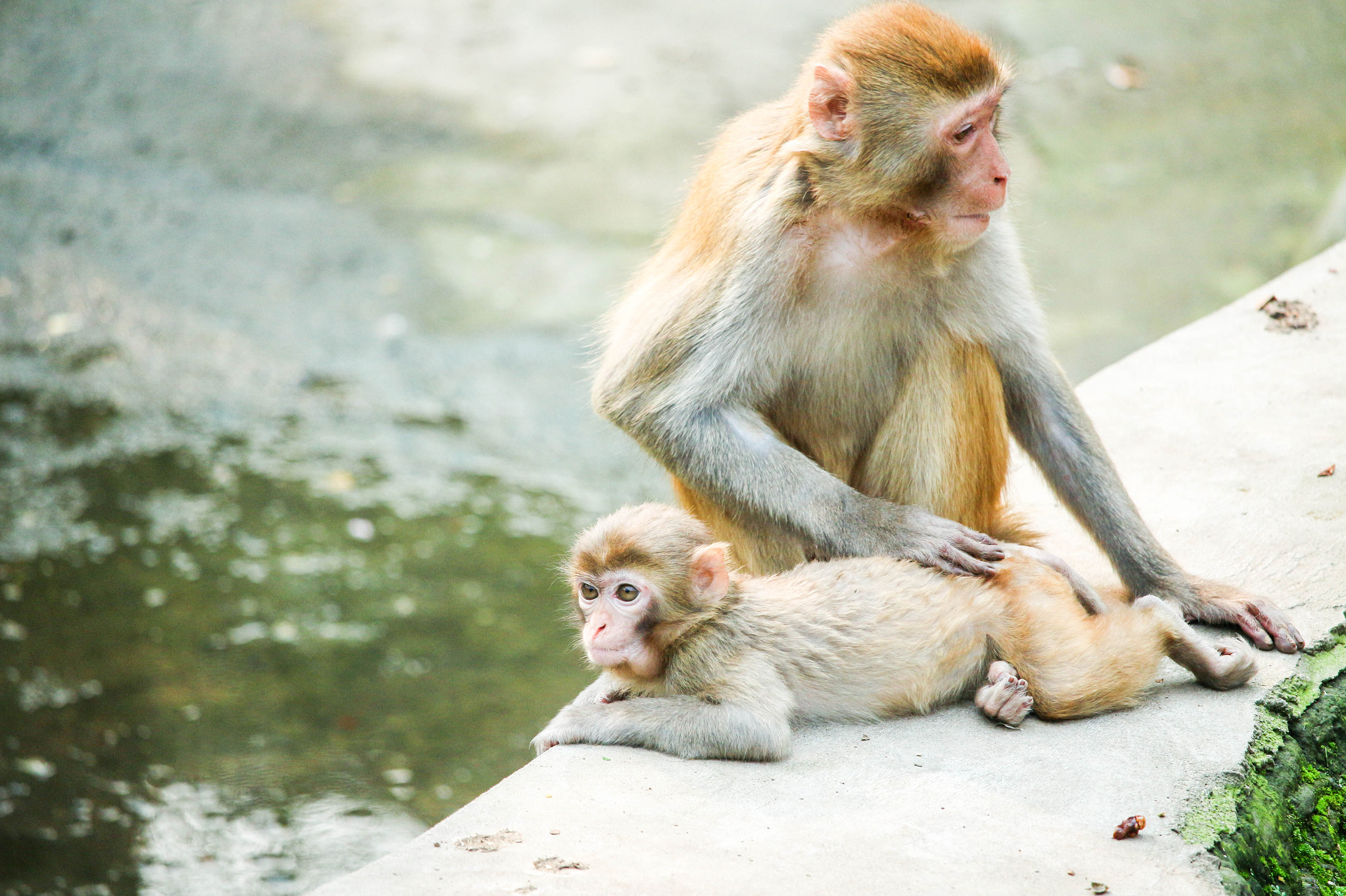 Canon EOS M sample photo. Monkey photography