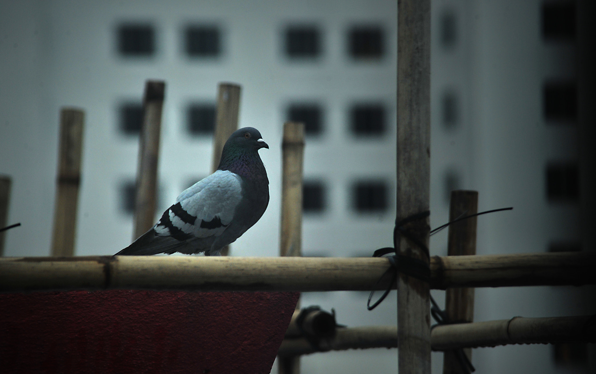 Nikon D3S sample photo. ...鳥... photography