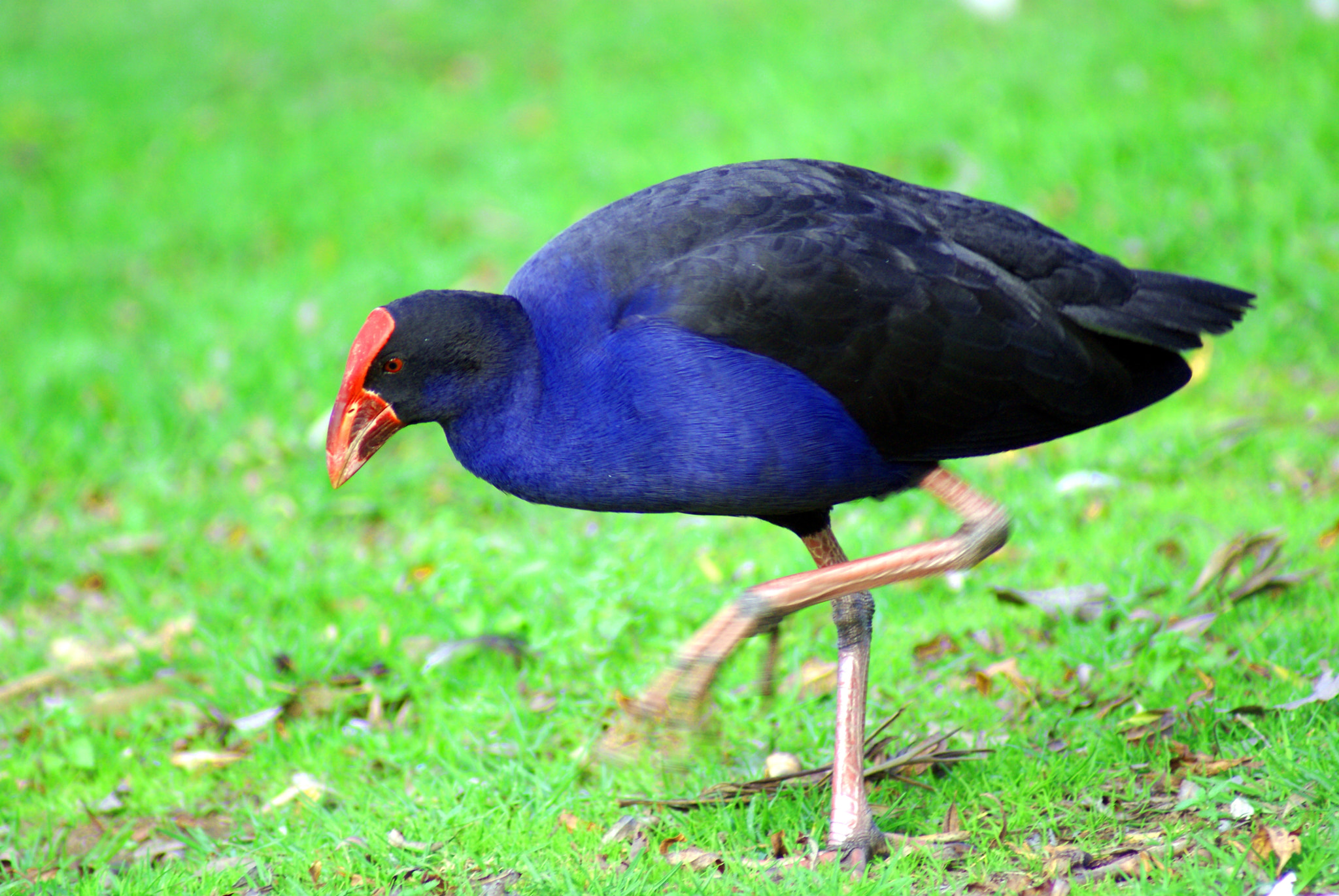 Sony Alpha DSLR-A300 sample photo. Swamphen photography
