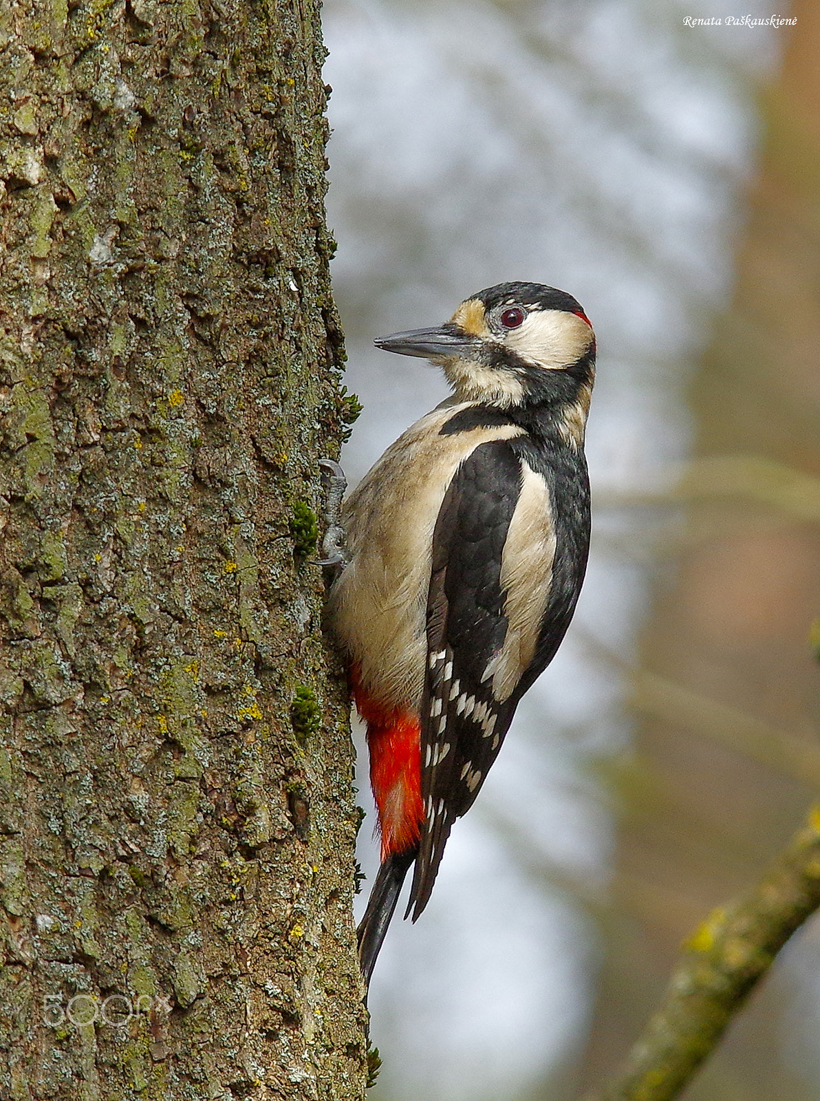 Pentax K-3 sample photo. Bird photography