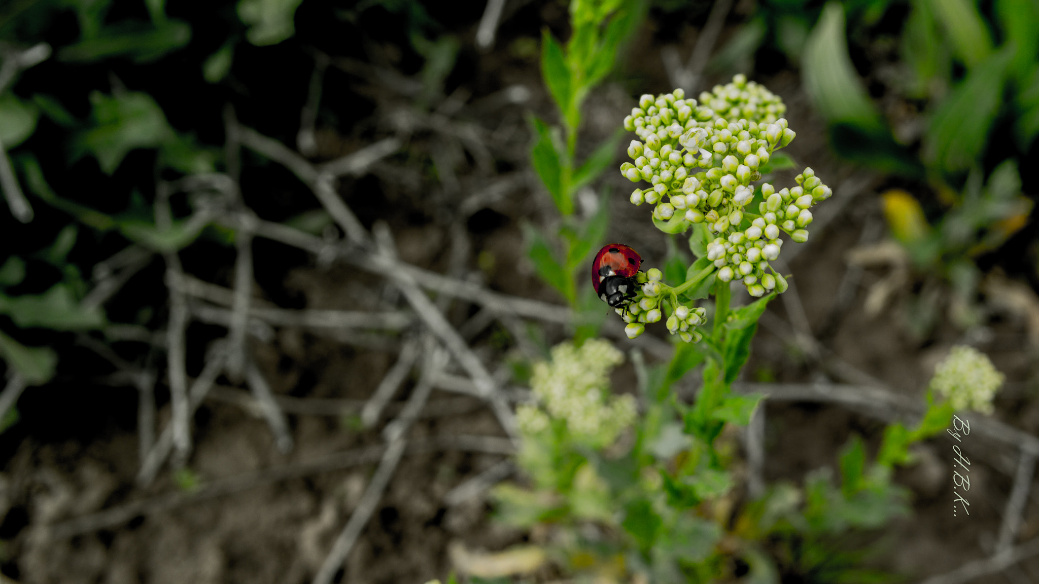 Samsung NX 16mm F2.4 Pancake sample photo. () photography