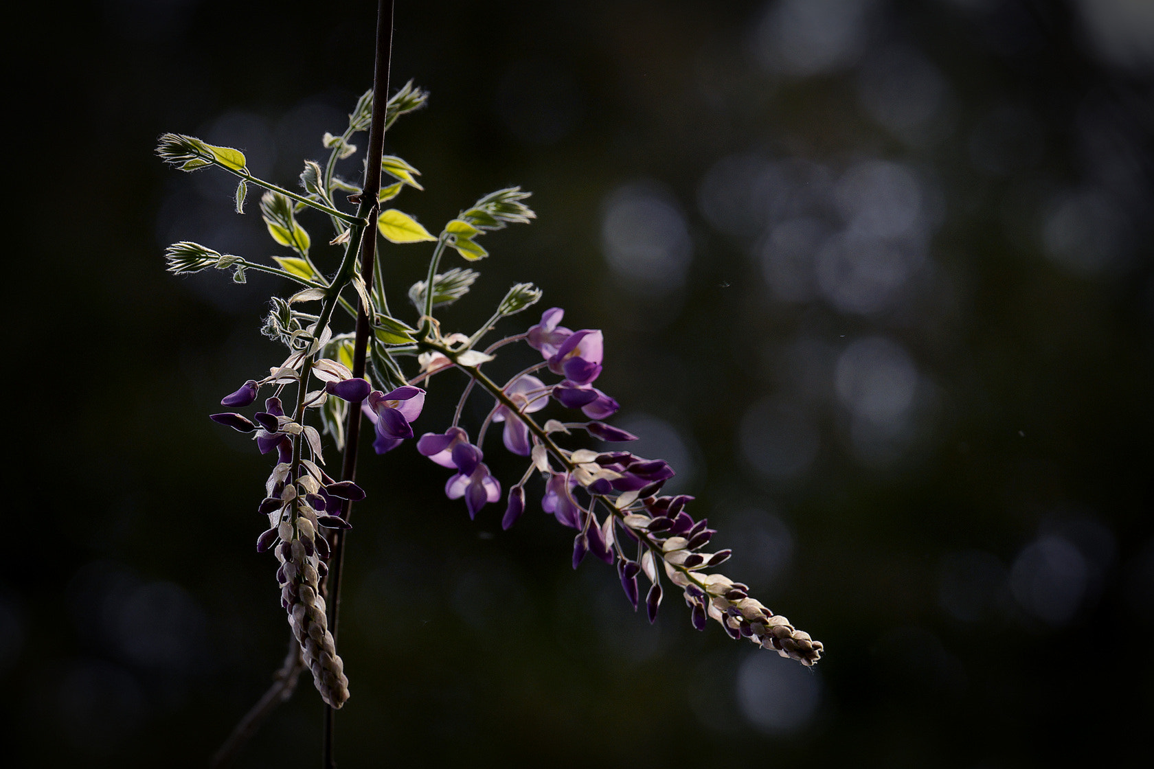 Sony 70-400mm F4-5.6 G SSM II sample photo. 【原摄】紫藤花慢慢开放 photography