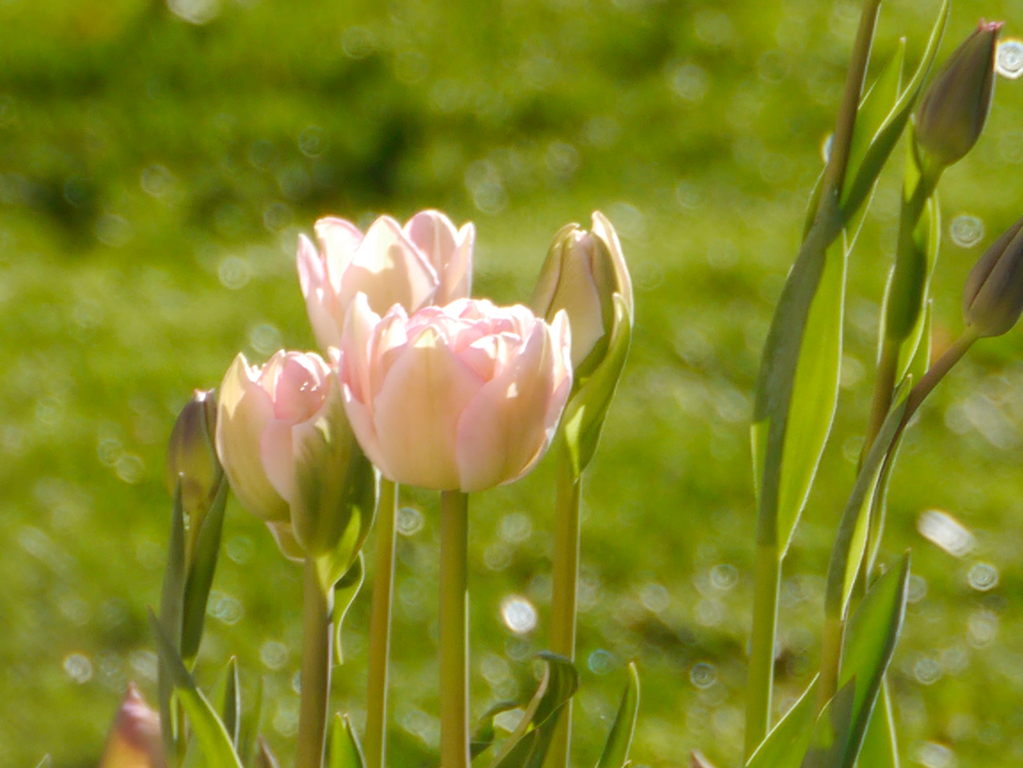 Panasonic Lumix DMC-GX1 sample photo. En vert et rose c'est la tulipe photography
