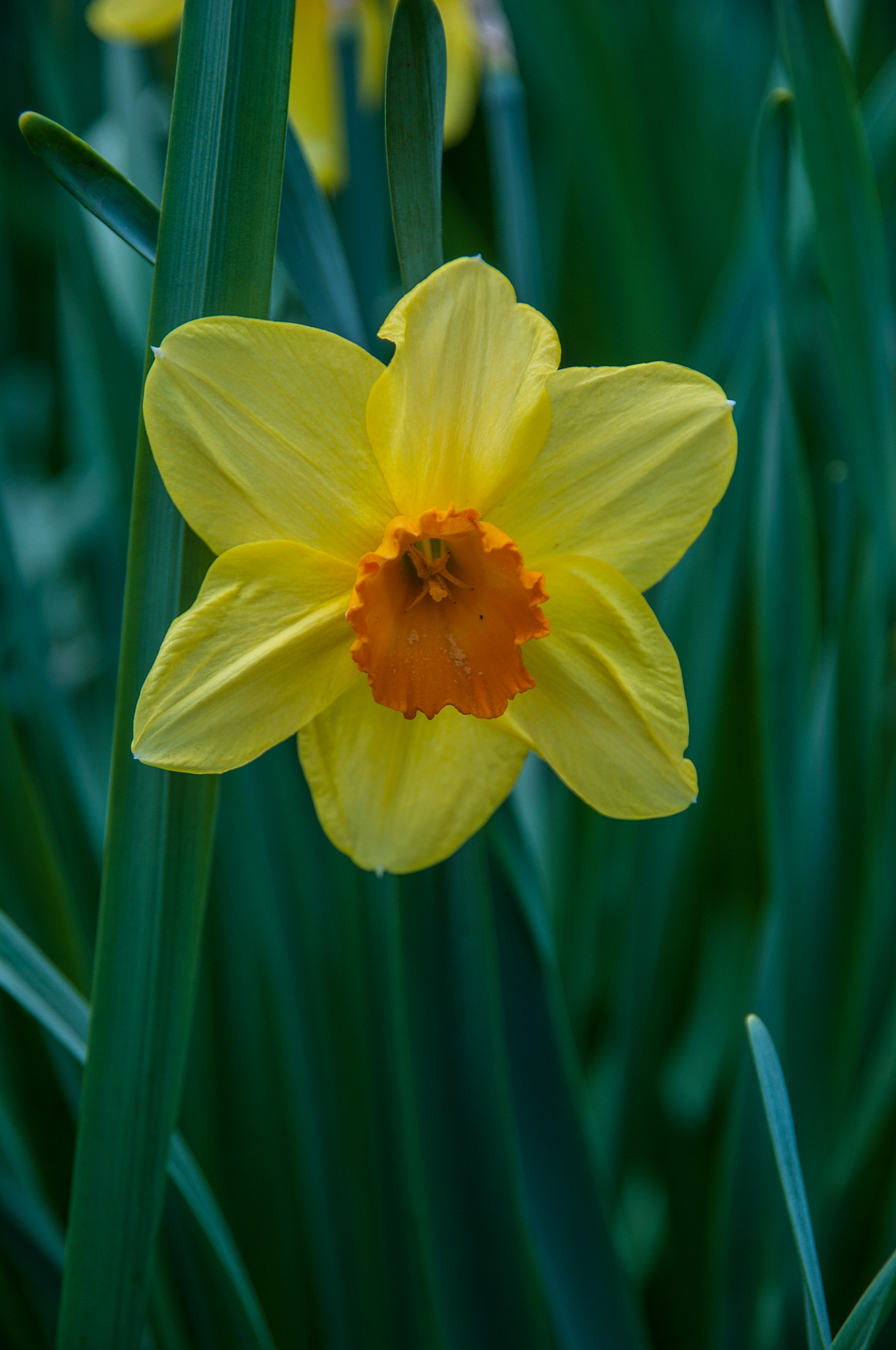 Nikon D300 + Sigma 18-200mm F3.5-6.3 DC sample photo. Golden trumpet photography