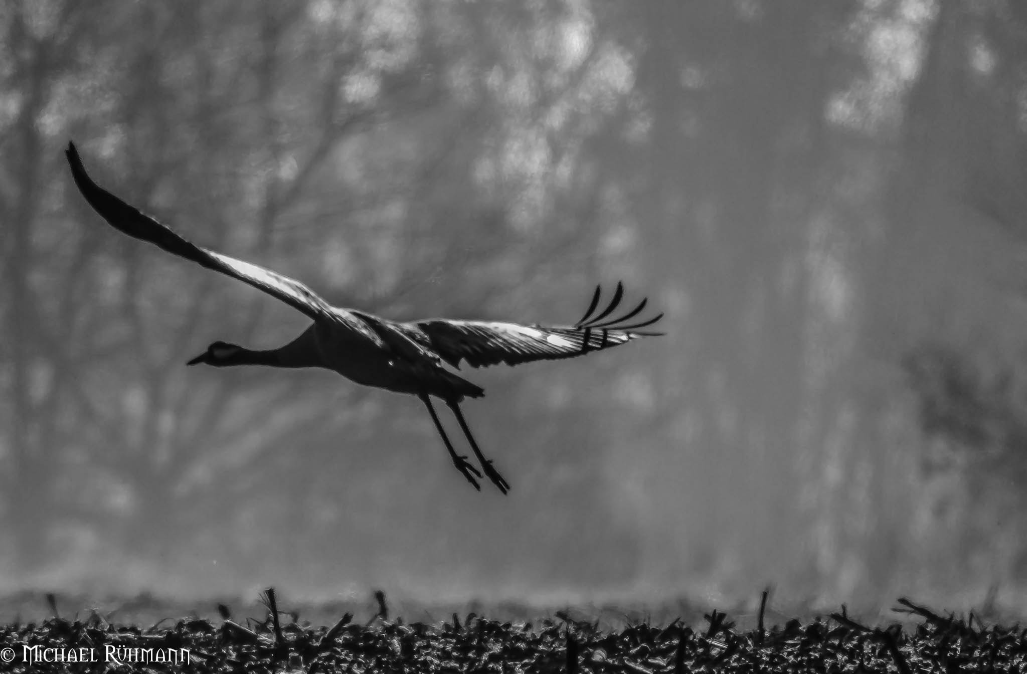 Sigma 150-600mm F5-6.3 DG OS HSM | C sample photo. Bearbeitet photography