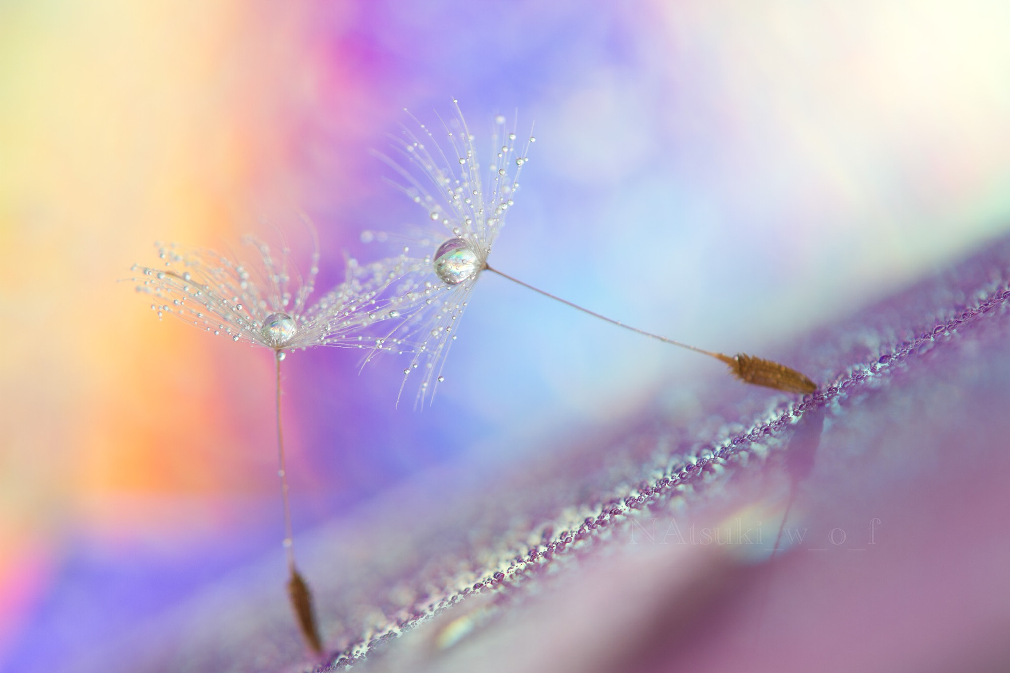 Tamron SP AF 180mm F3.5 Di LD (IF) Macro sample photo. Fantasy world photography