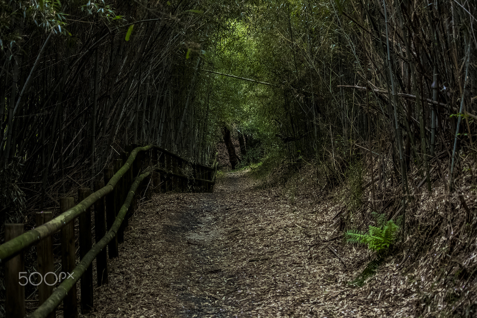 Canon EOS 700D (EOS Rebel T5i / EOS Kiss X7i) sample photo. Scary trail photography