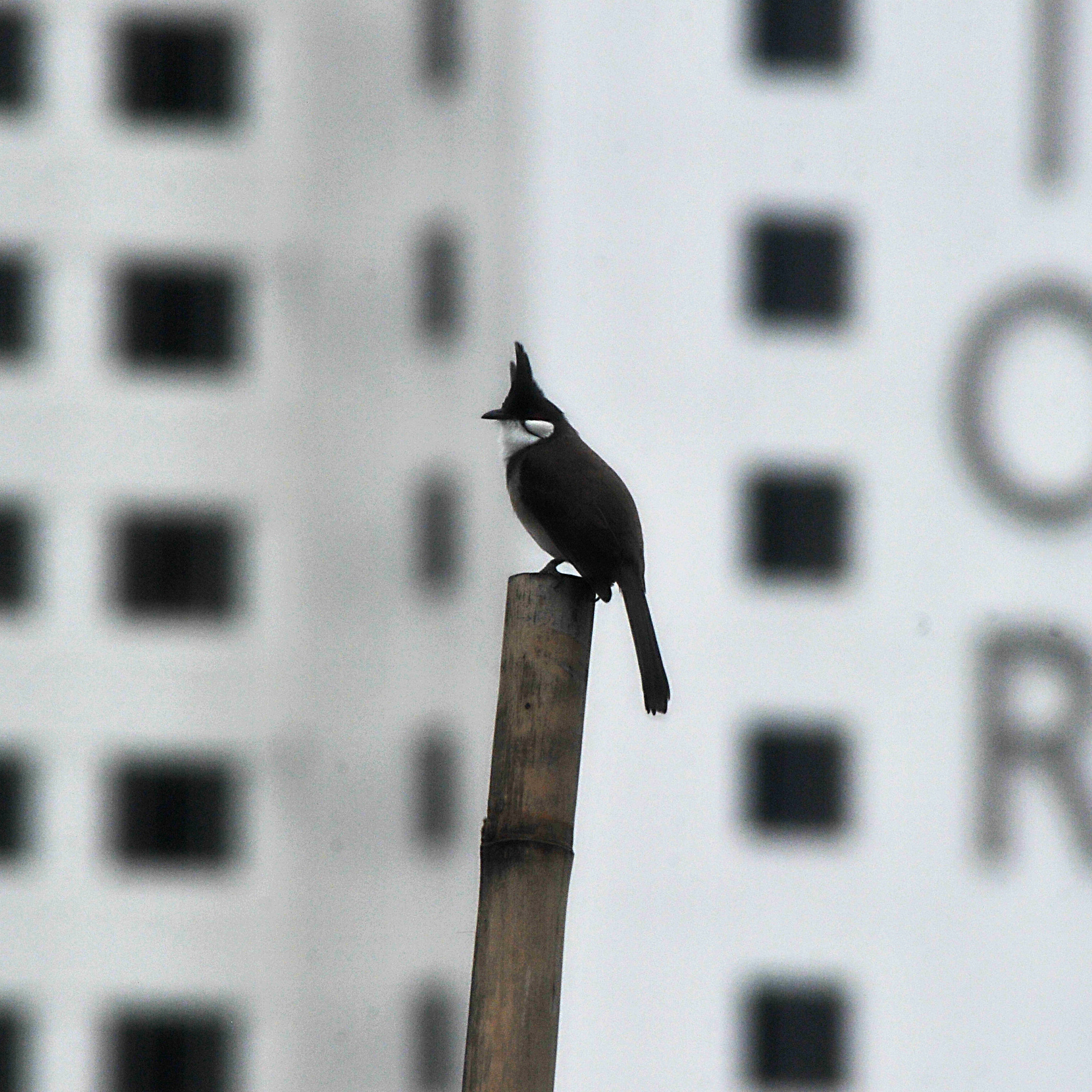 Nikon D3S sample photo. ...鳥... photography