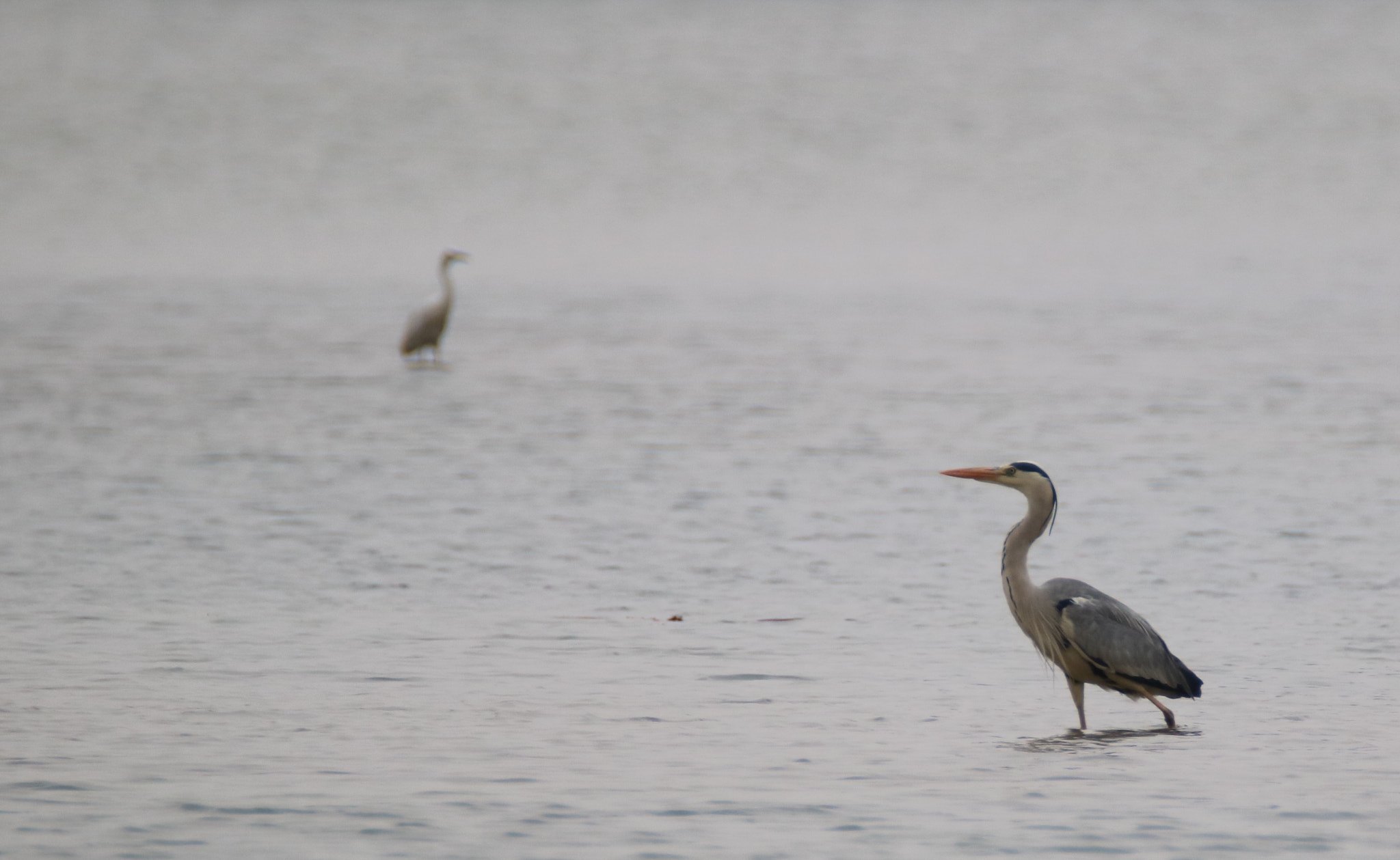 Canon EOS 750D (EOS Rebel T6i / EOS Kiss X8i) sample photo. Keep watching photography