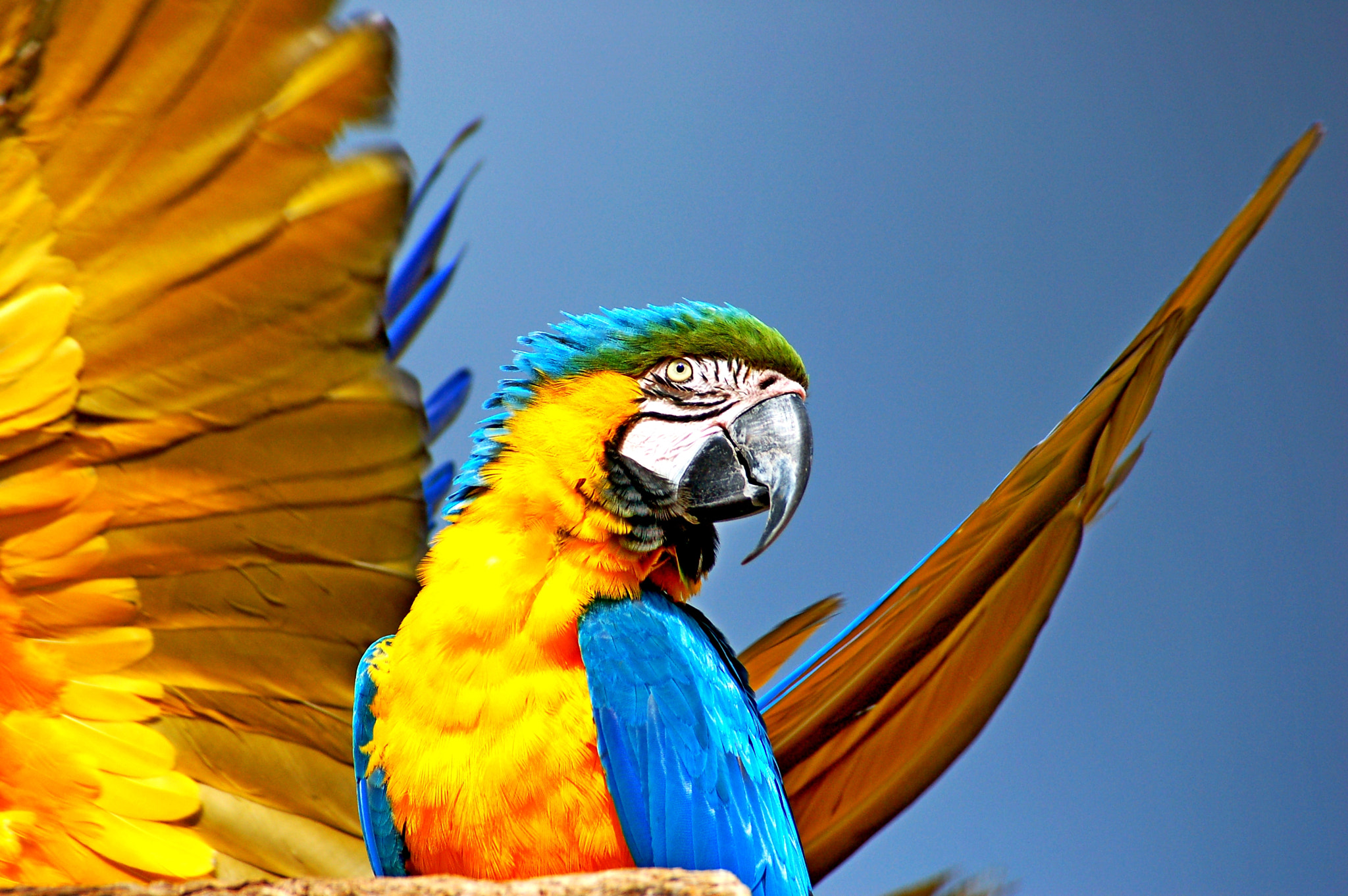 Nikon D50 sample photo. Parrot photography