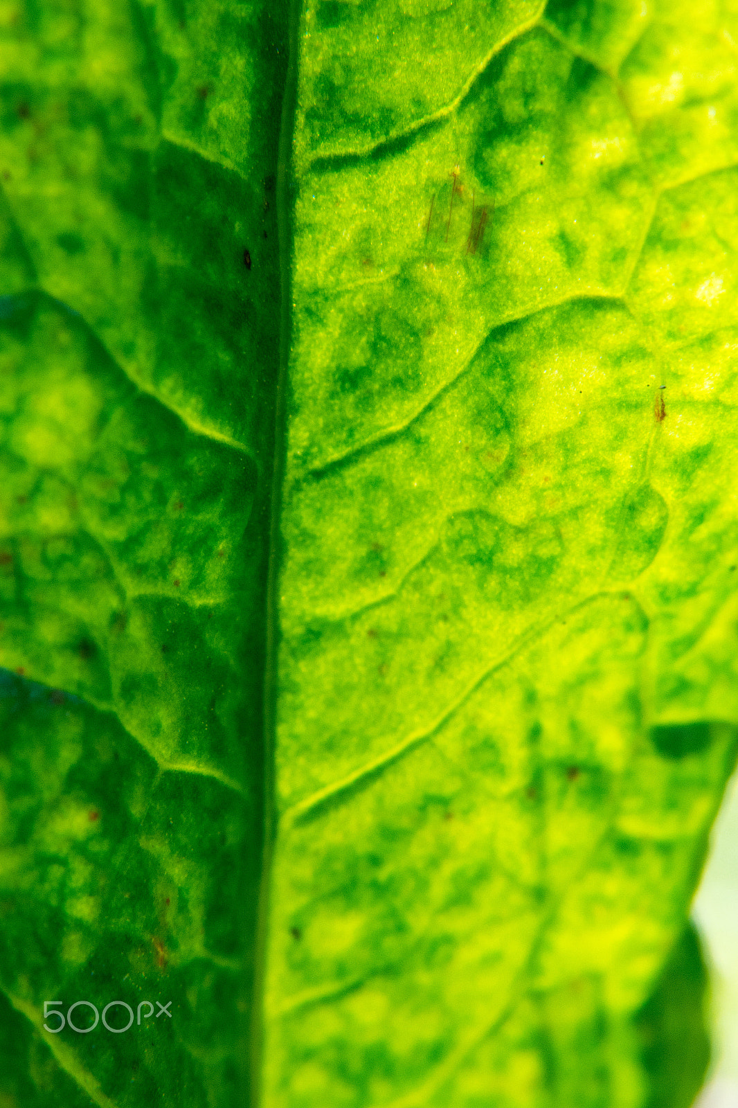 Samsung NX 20-50mm F3.5-5.6 ED sample photo. Leaf photography