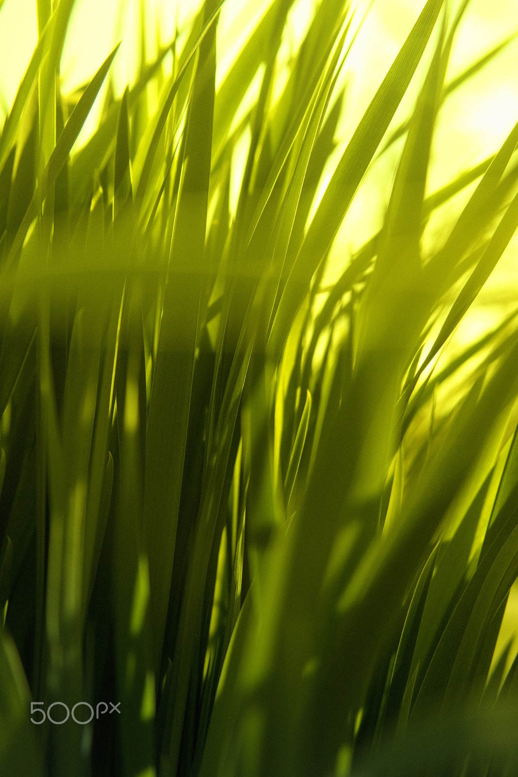 Samsung NX 20-50mm F3.5-5.6 ED sample photo. Grass photography