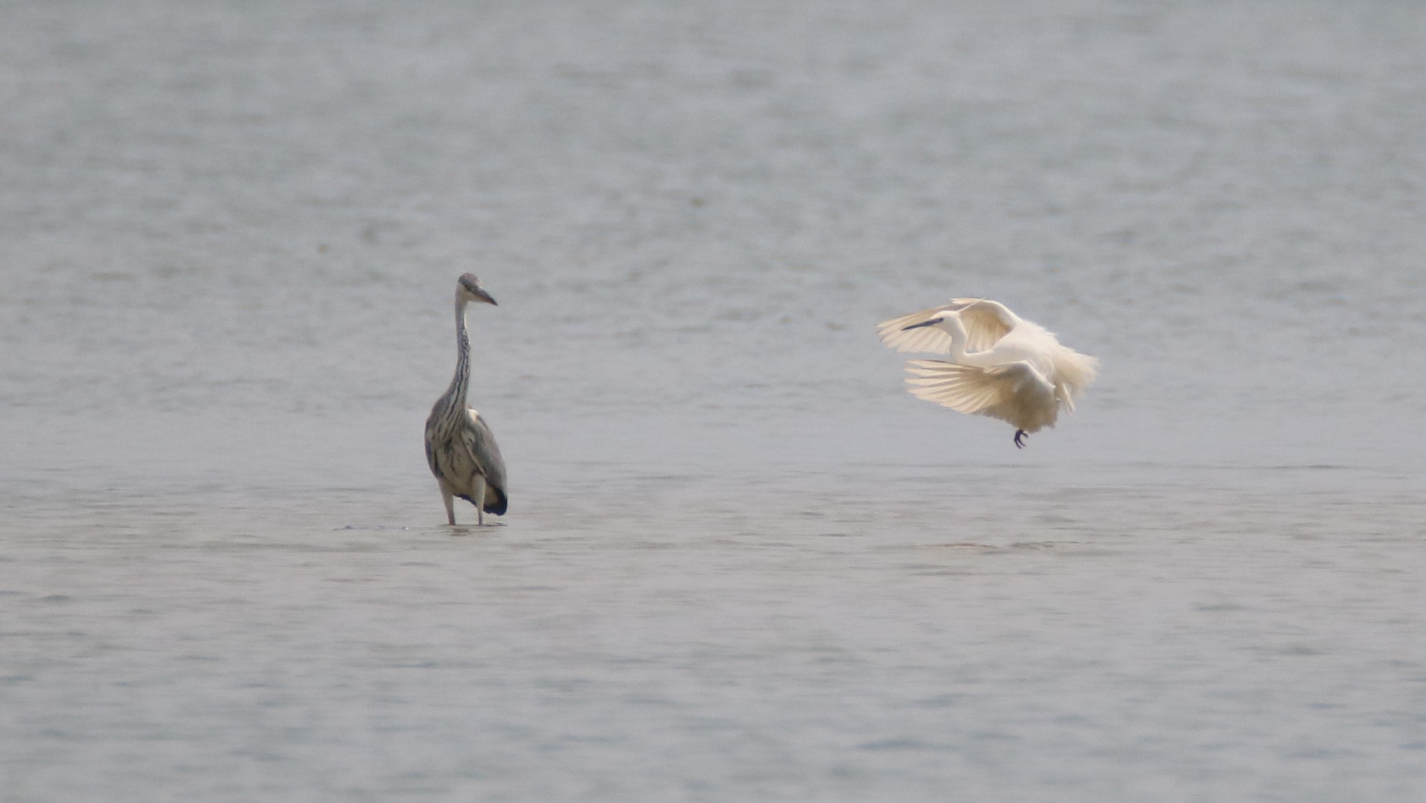 Canon EOS 750D (EOS Rebel T6i / EOS Kiss X8i) sample photo. Flying toward you photography