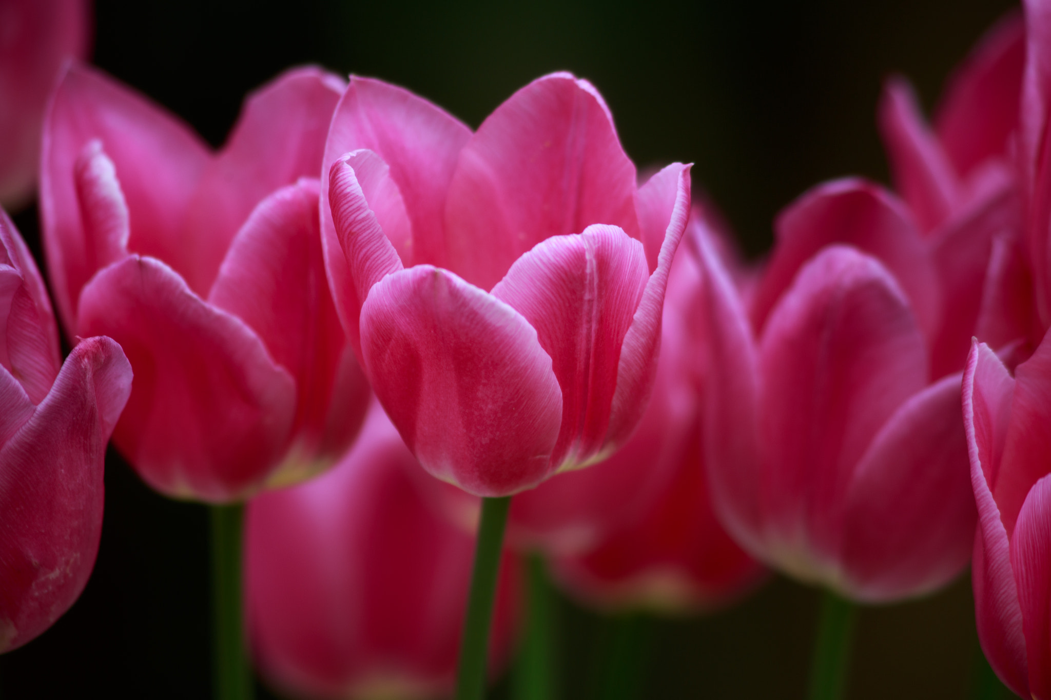 Canon EF 75-300mm F4.0-5.6 IS USM sample photo. Tulip photography
