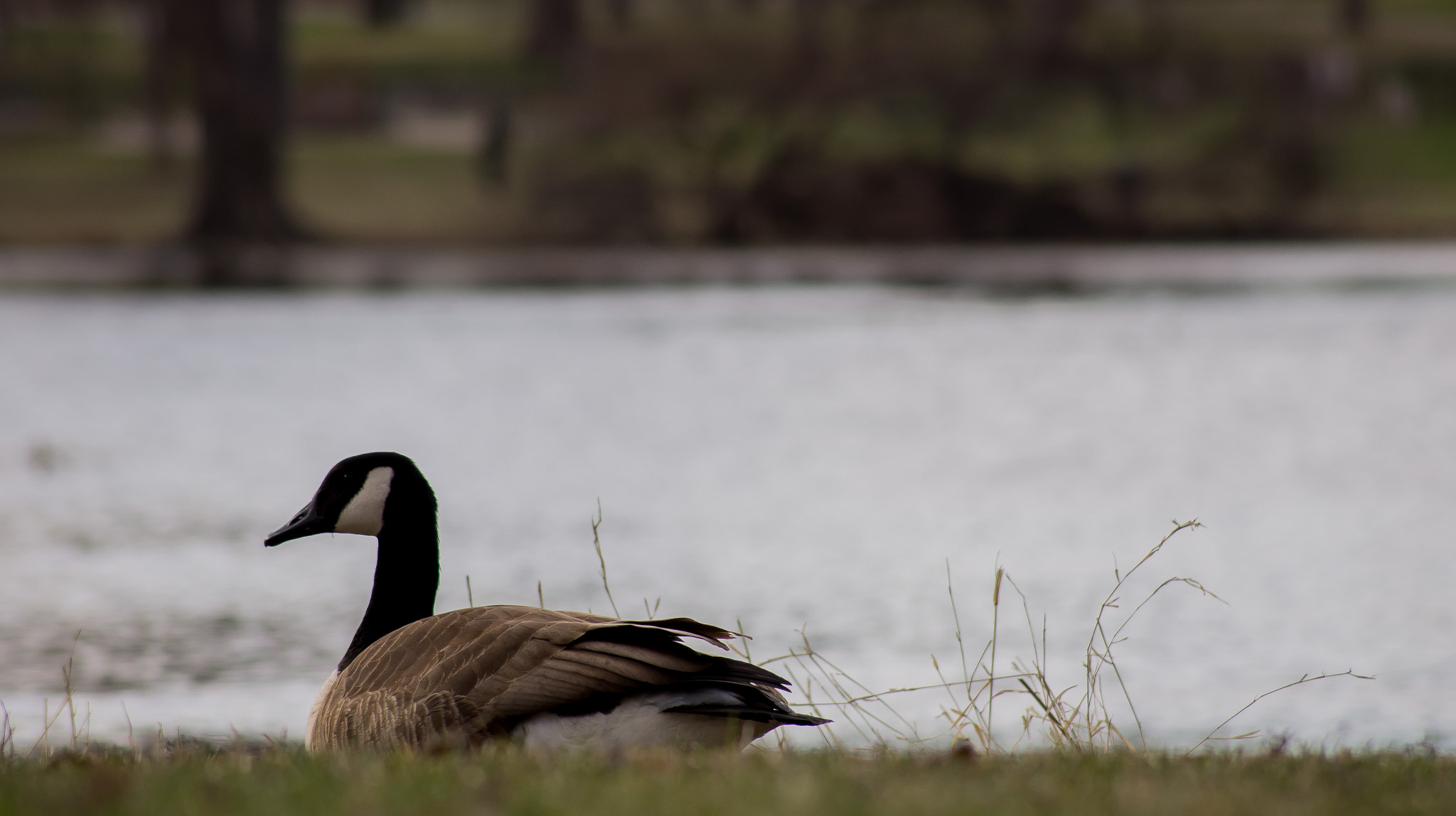 Sony SLT-A33 + Sony DT 55-200mm F4-5.6 SAM sample photo. Canadian goose photography