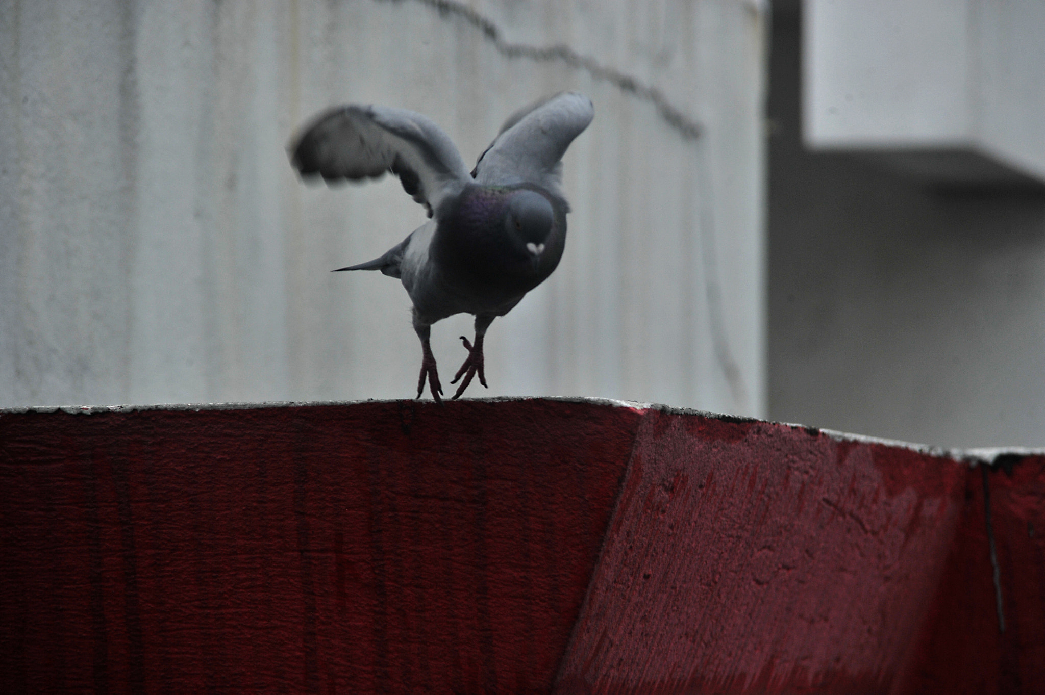 Nikon D3S sample photo. ...飛... photography