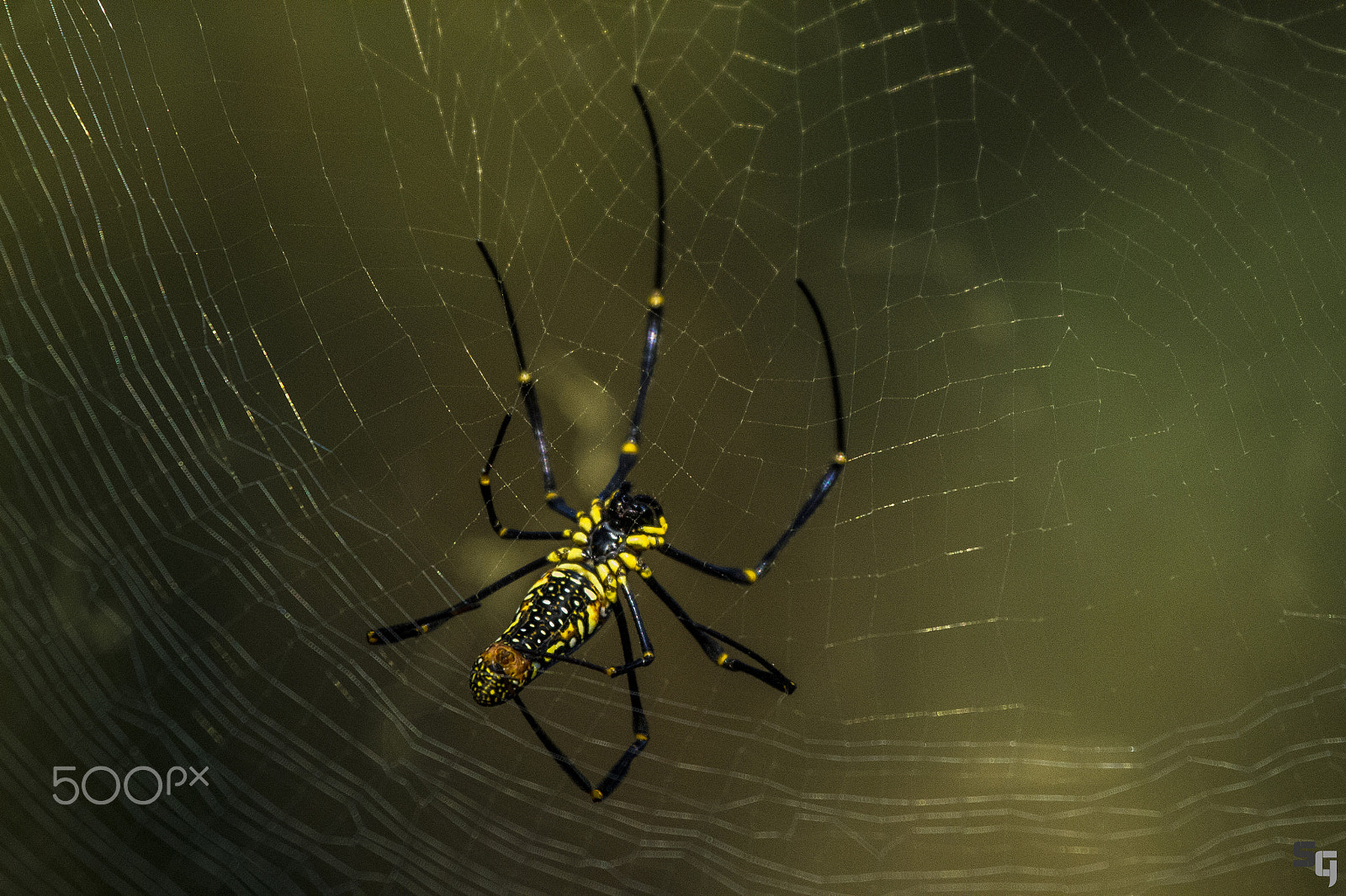 Canon EF 100-400mm F4.5-5.6L IS USM sample photo. Giant wood spider photography