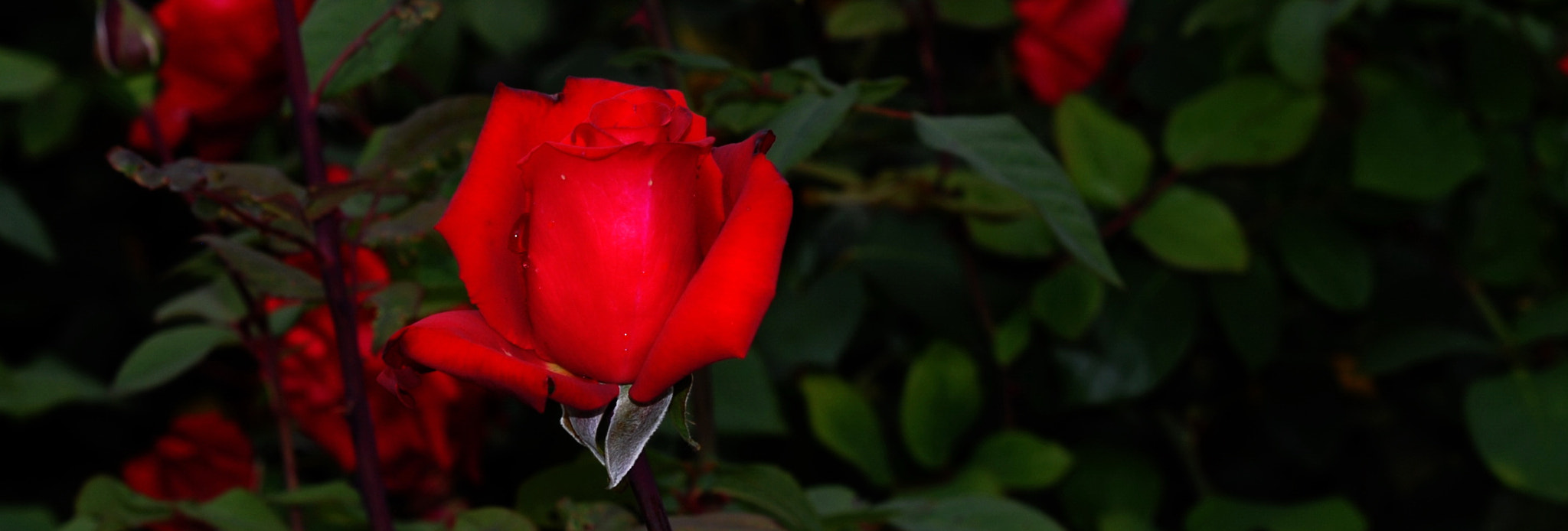 Sigma 70-200mm F2.8 EX DG OS HSM sample photo. Red rose photography