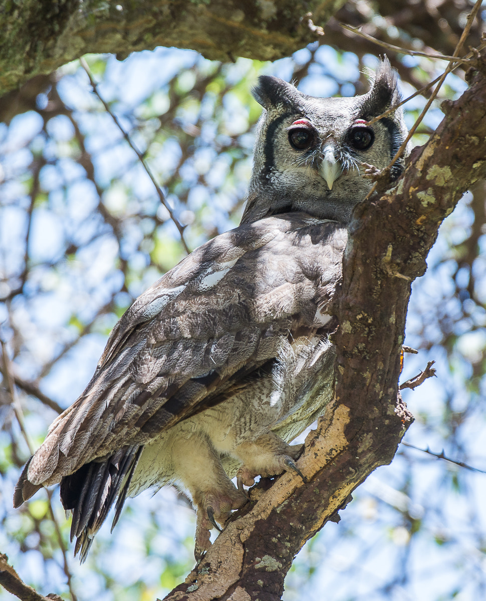 Nikon D7100 sample photo. Verreaux's (giant) eagle-owl photography