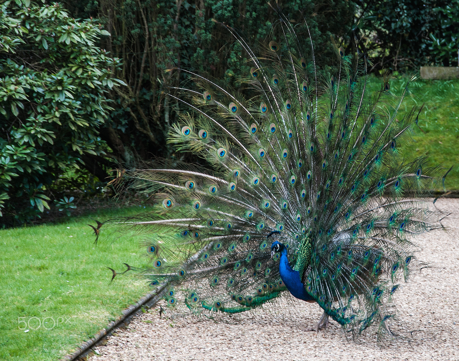 Nikon D300 + Sigma 18-200mm F3.5-6.3 DC sample photo. Strutting my stuff! photography