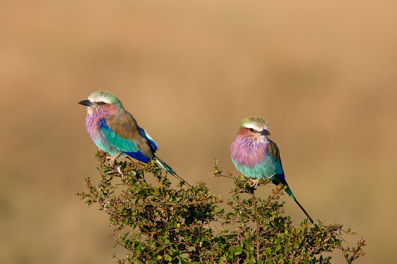 Canon EOS-1Ds Mark III + Canon EF 600mm f/4L IS sample photo. Roller birds photography