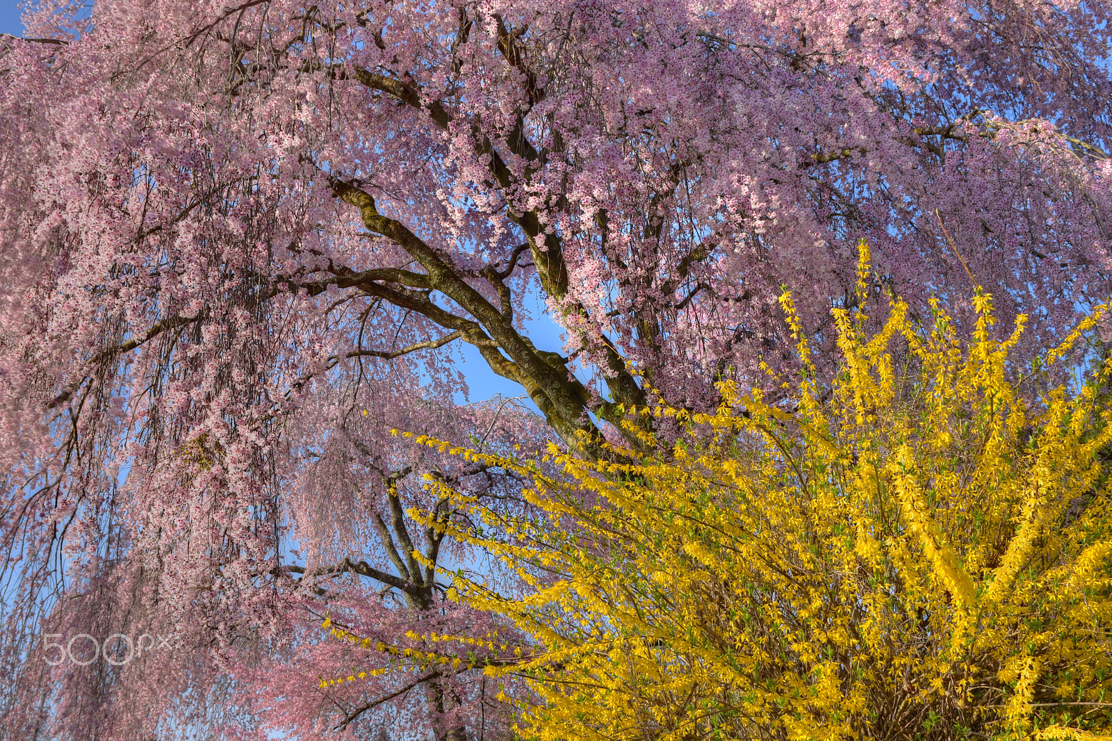 Nikon D7200 + Sigma 17-70mm F2.8-4 DC Macro OS HSM | C sample photo. Cherry blossoms photography