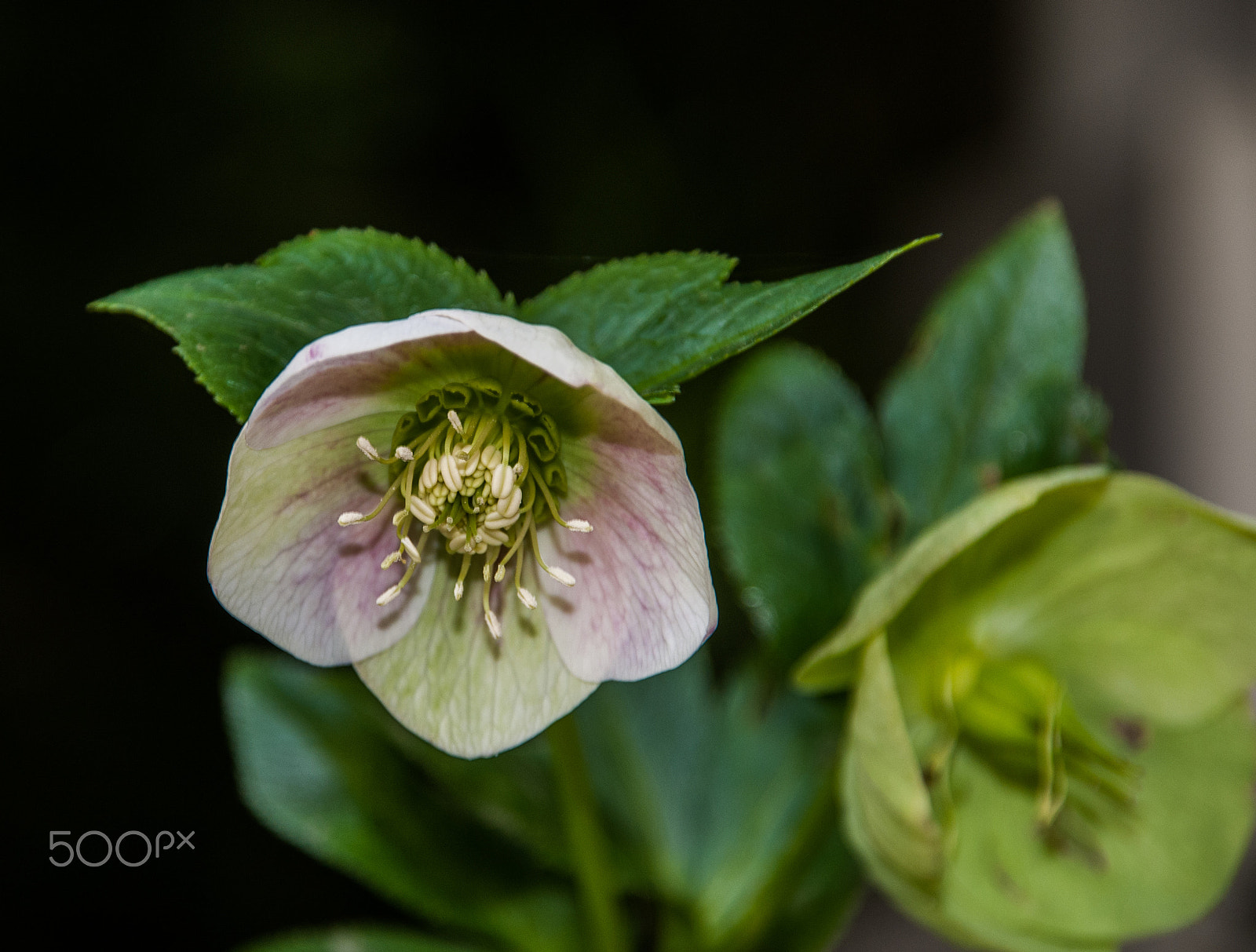 Nikon D300 + Sigma 18-200mm F3.5-6.3 DC sample photo. Summer bloom photography