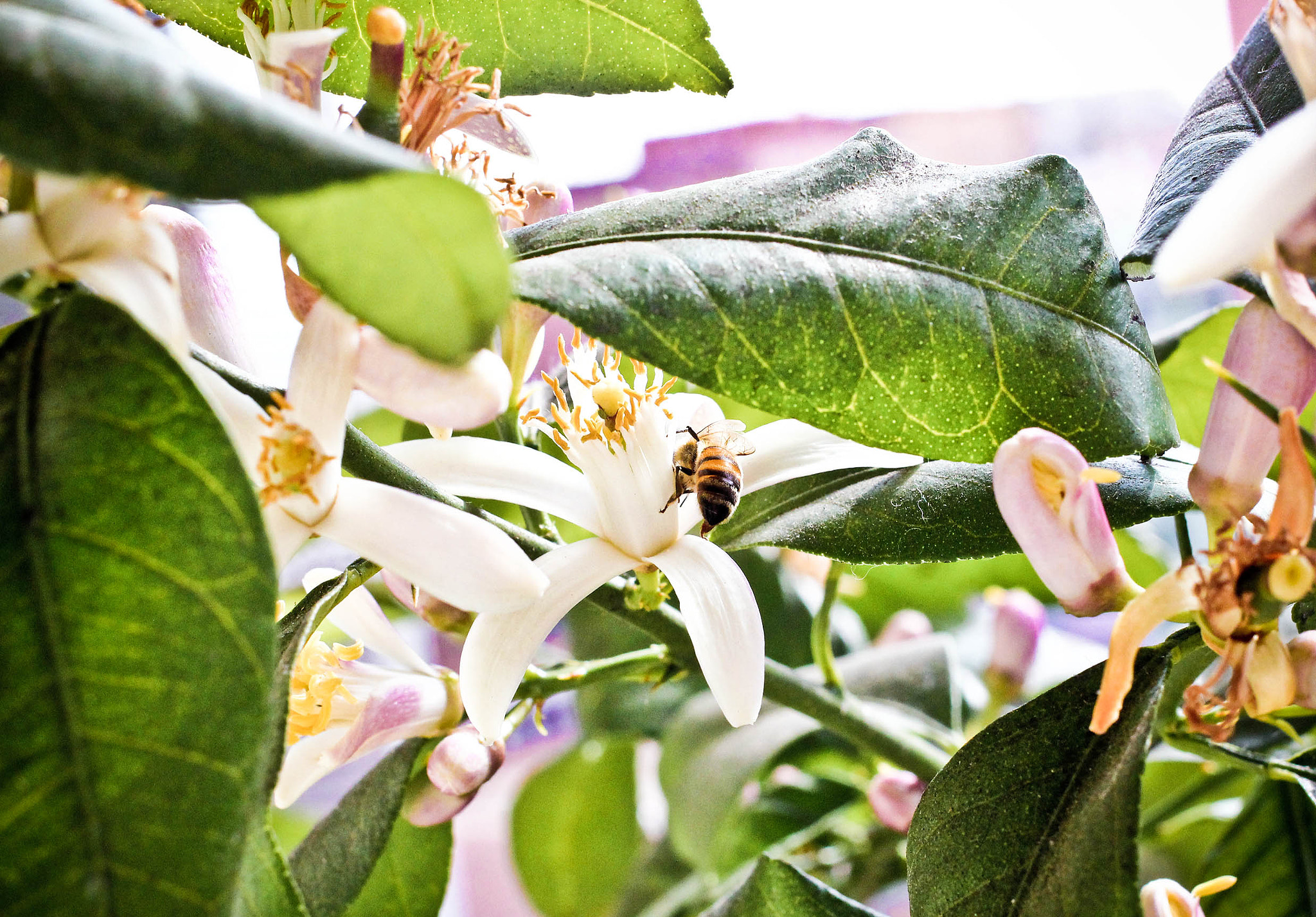 Canon EOS 550D (EOS Rebel T2i / EOS Kiss X4) + Canon EF 40mm F2.8 STM sample photo. Lemon flower & bee photography