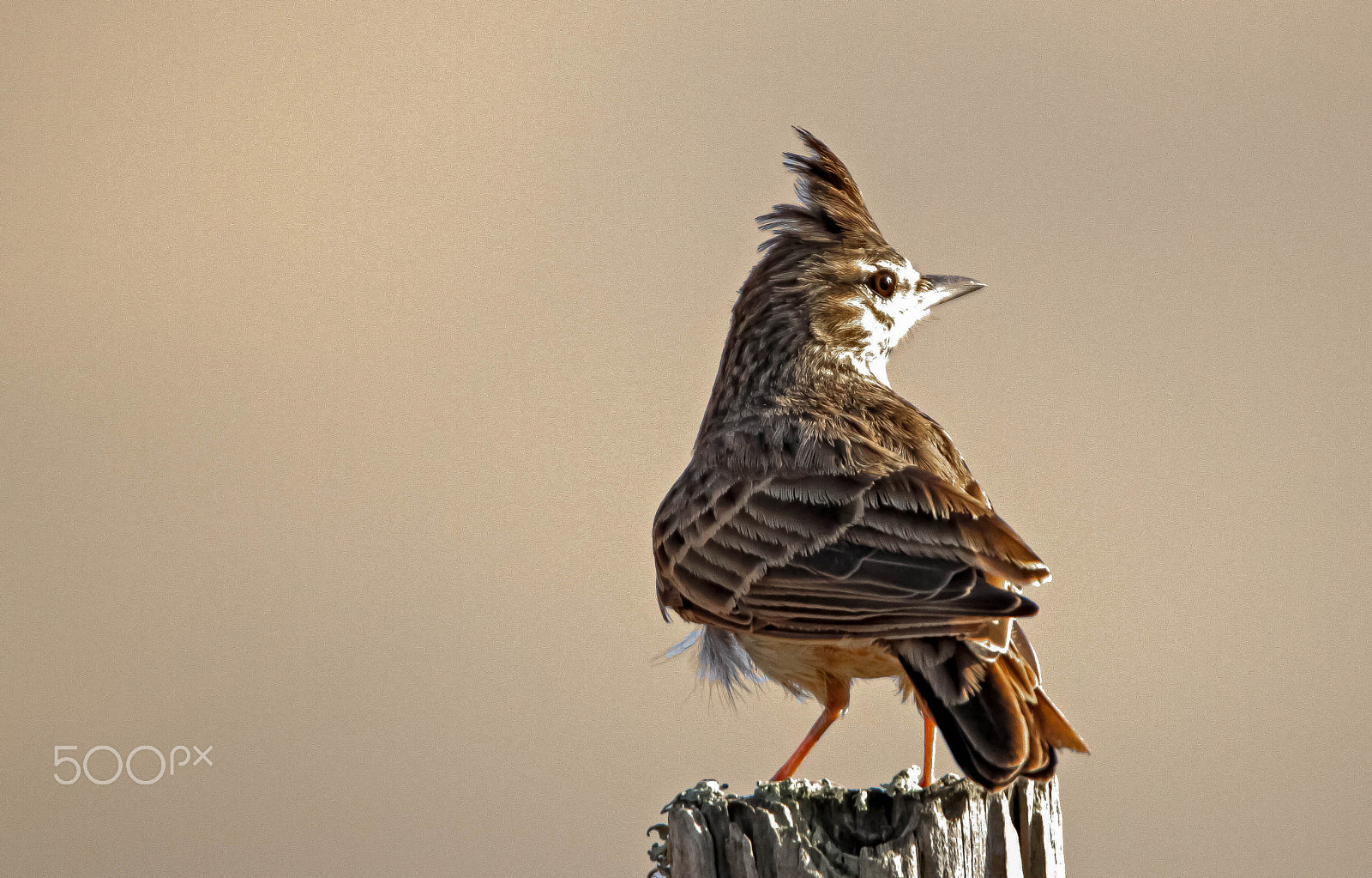 Tamron SP 150-600mm F5-6.3 Di VC USD sample photo. Cotovia-2 photography