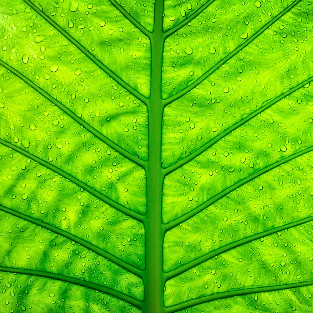 Close up green leaf texture by Daria Garnik on 500px.com