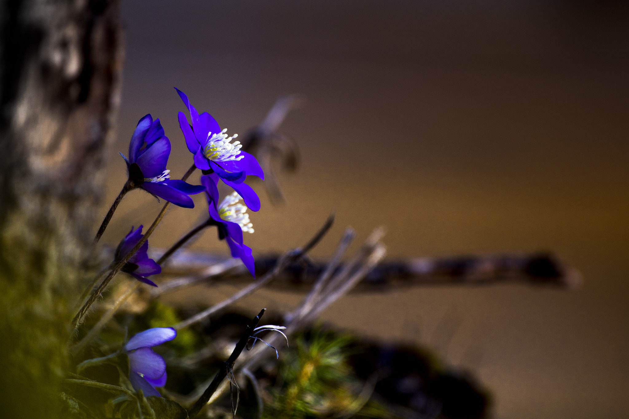 Sigma 70-300mm F4-5.6 APO DG Macro sample photo. L'anémone hépatique (hepatica nobilis) photography