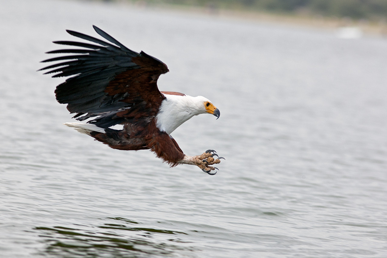 Canon EF 300mm F4L IS USM sample photo. African fish eagle photography