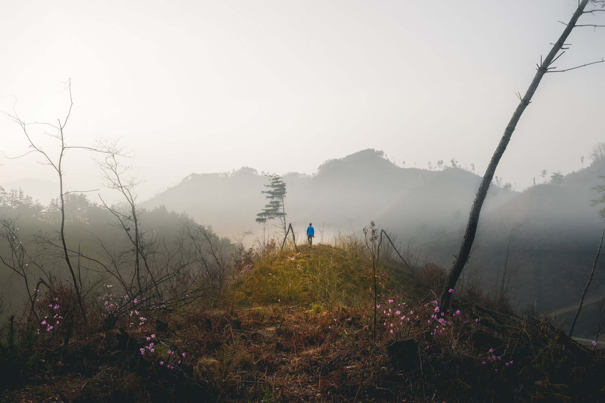Sony a7 + ZEISS Batis 25mm F2 sample photo. Spring photographer photography