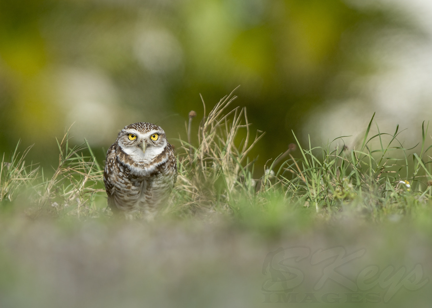 Nikon D7200 + Sigma 500mm F4.5 EX DG HSM sample photo. Vigil (burrowing owl) photography