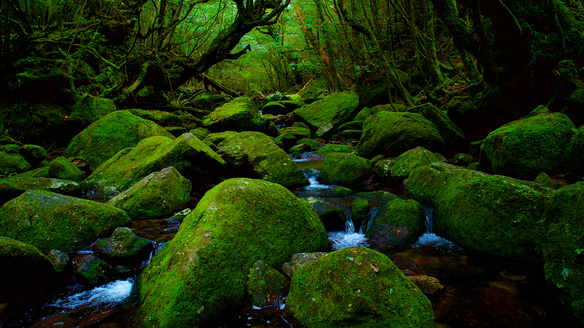Sony a7S + Sony Vario Tessar T* FE 24-70mm F4 ZA OSS sample photo. A torrent at yakushima, japan photography