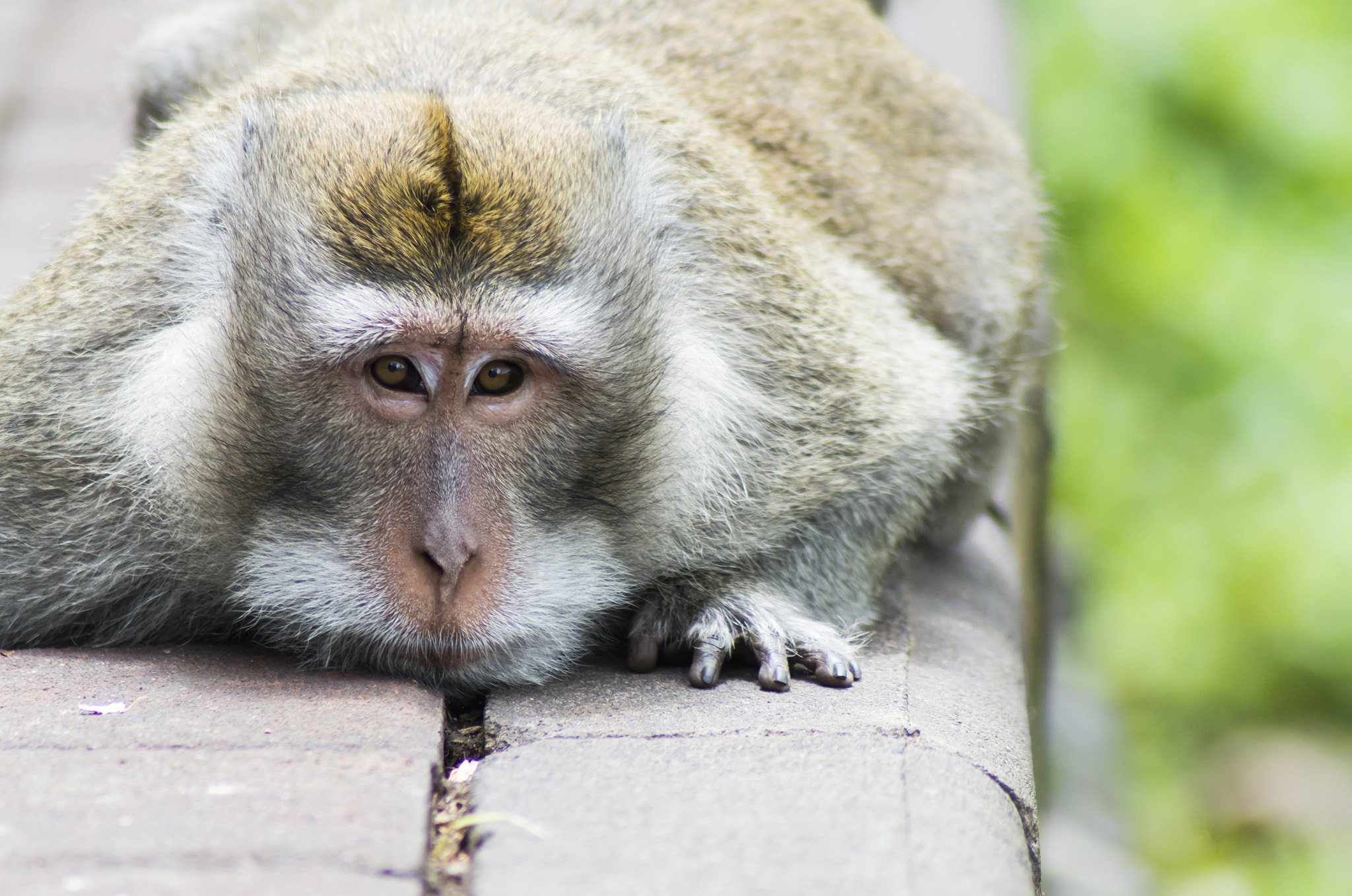 Tamron AF 70-300mm F4-5.6 Di LD Macro sample photo. Monkey photography