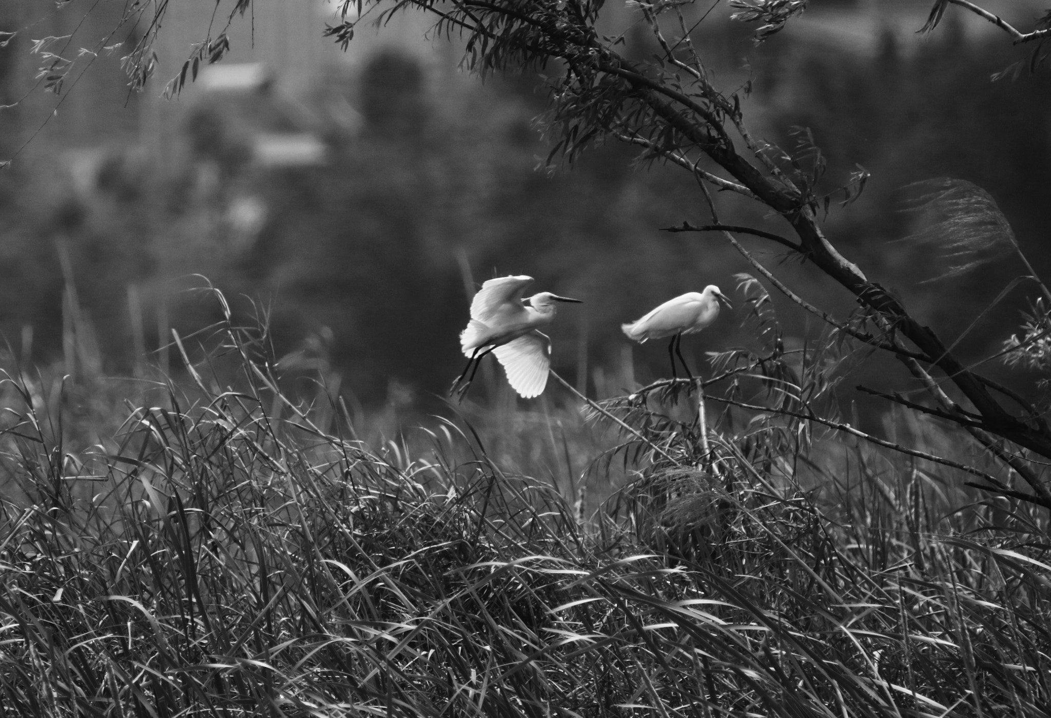 Canon EOS 750D (EOS Rebel T6i / EOS Kiss X8i) sample photo. Just fall in love photography