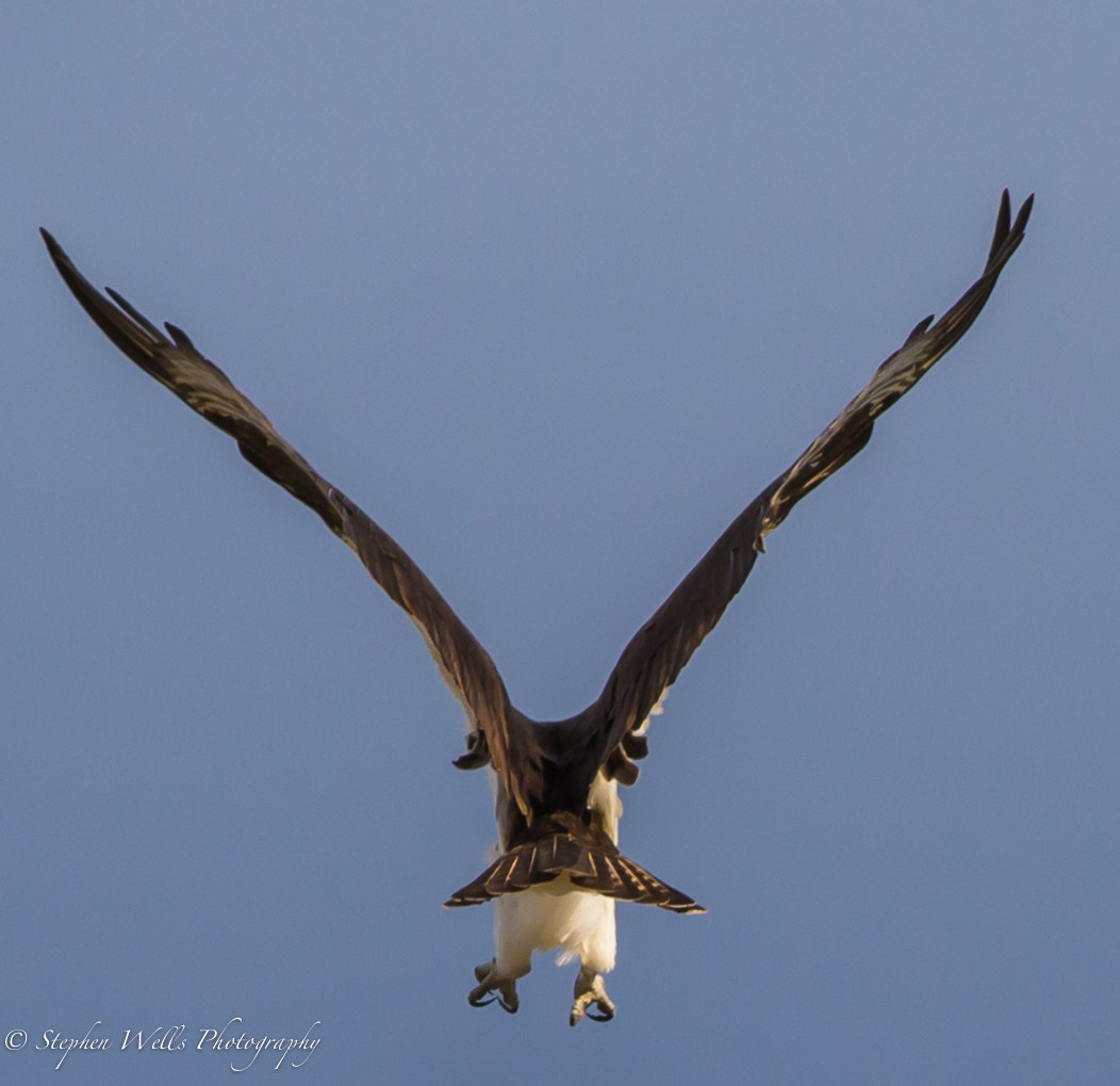 Canon EOS 6D + Canon EF 400mm F5.6L USM sample photo. "v" is for see ya later photography