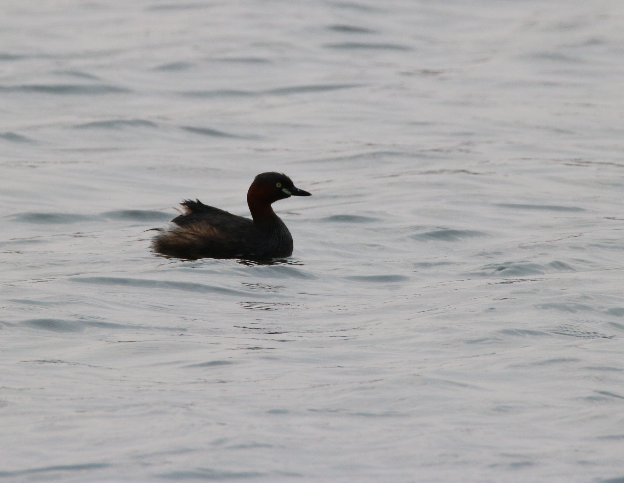 Canon EOS 750D (EOS Rebel T6i / EOS Kiss X8i) sample photo. Lonely bird photography