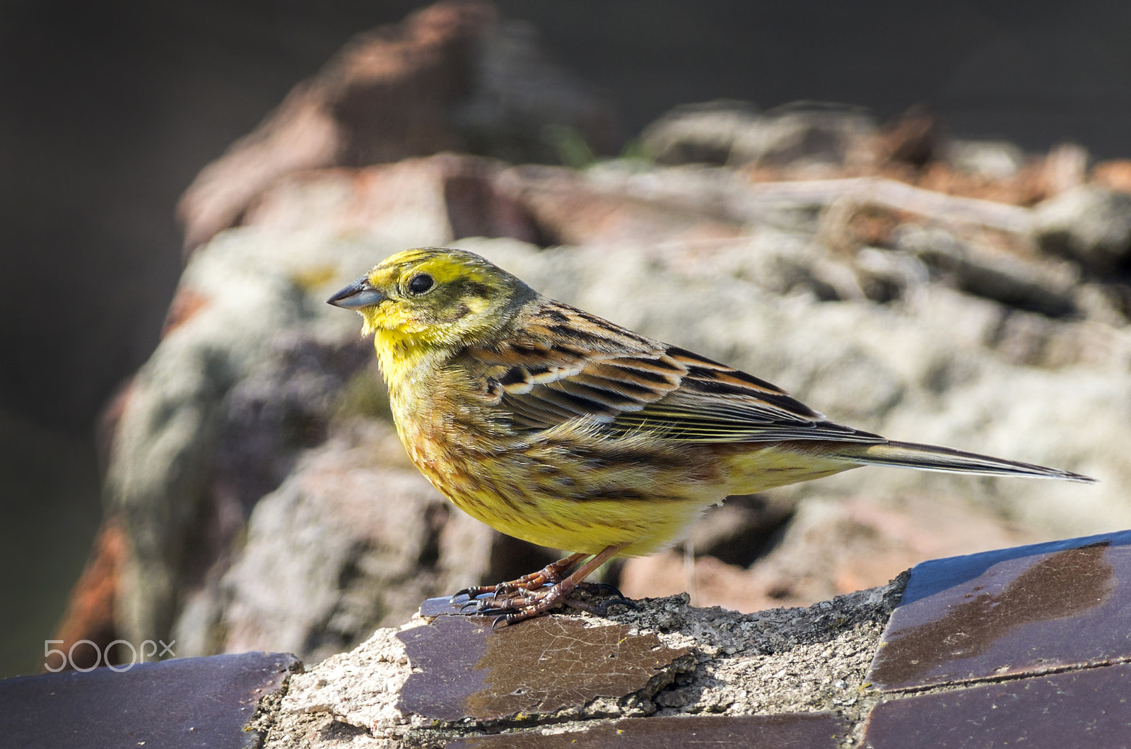 Pentax smc DA* 300mm F4.0 ED (IF) SDM sample photo. Yellowhammer photography